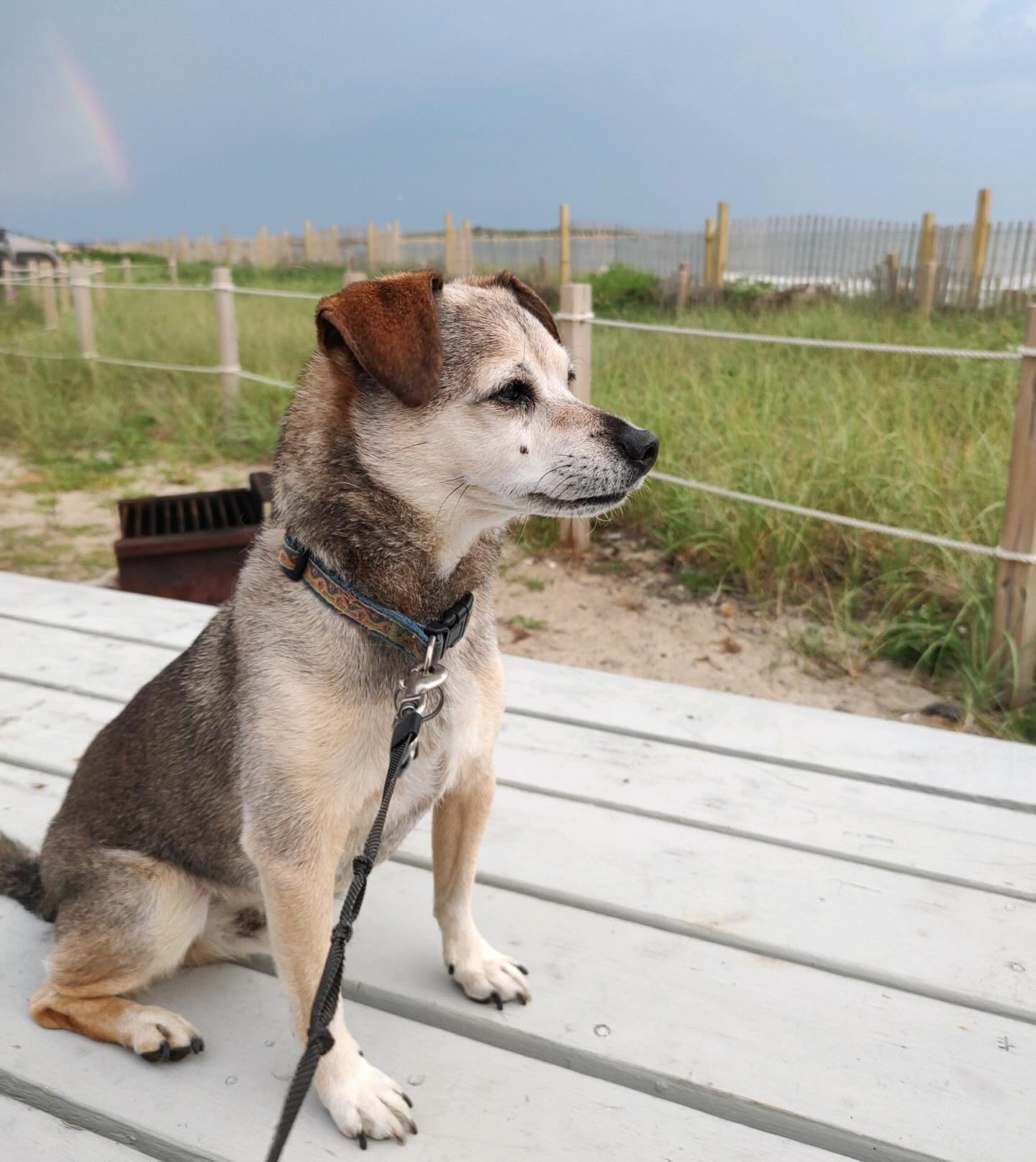 holding a lot of global grief while also saying goodbye to this sweet boy today. Rocky was simply the best dog ever, and I feel so lucky he found our family and liked us enough to stick around for 13 years. (bonus baby Rocky pic at the end) 🐾🩵