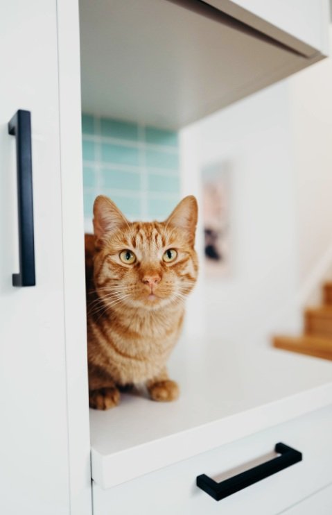 Cats on the Counters