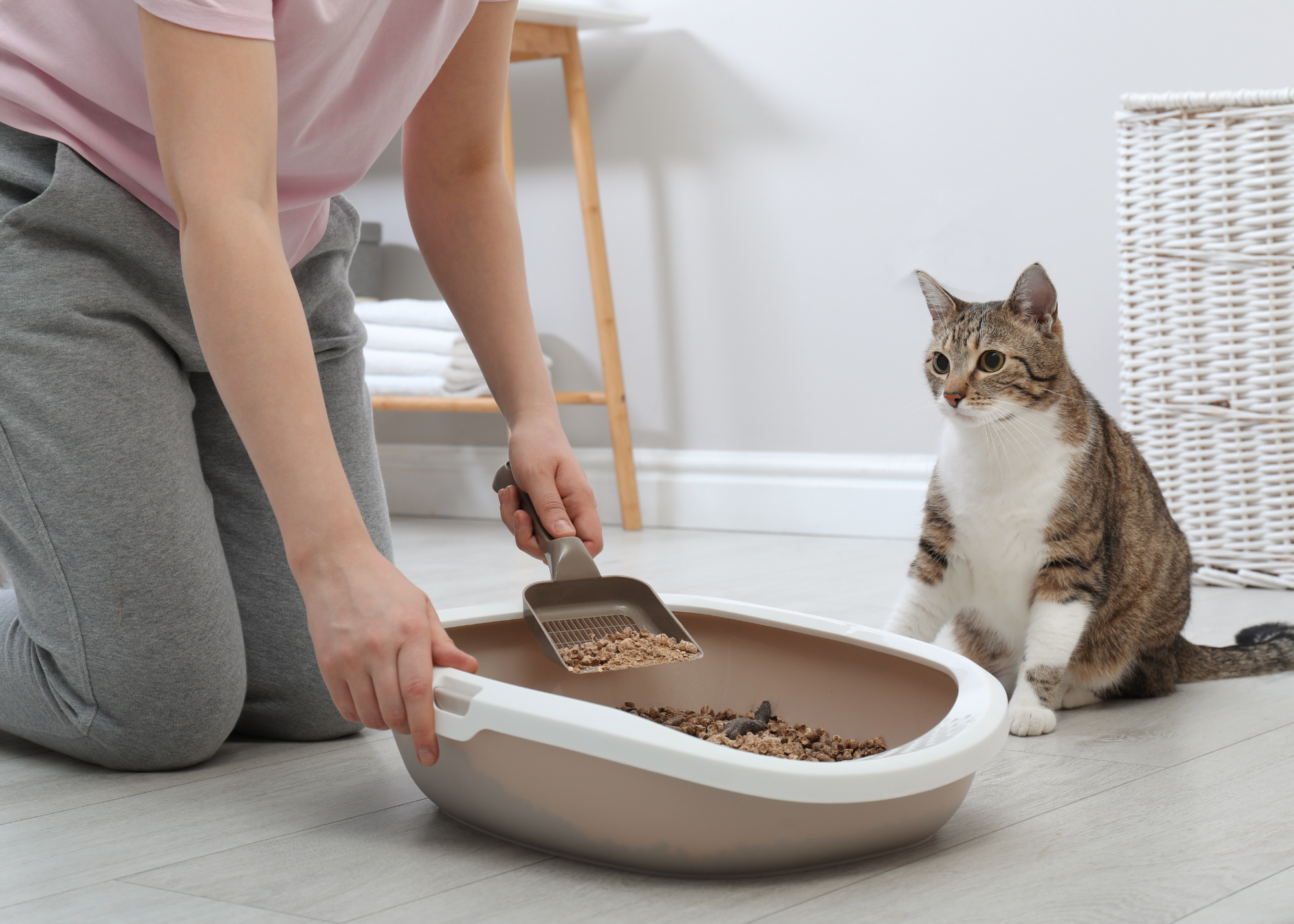 Litter Box Issues?