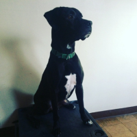 A black and white dog sits against a white background, looking slightly off to the right.