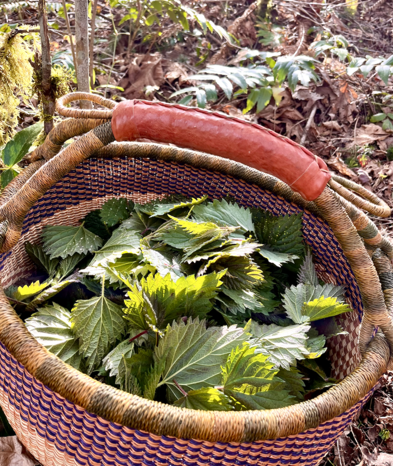 nettle-harvested-768x909.png