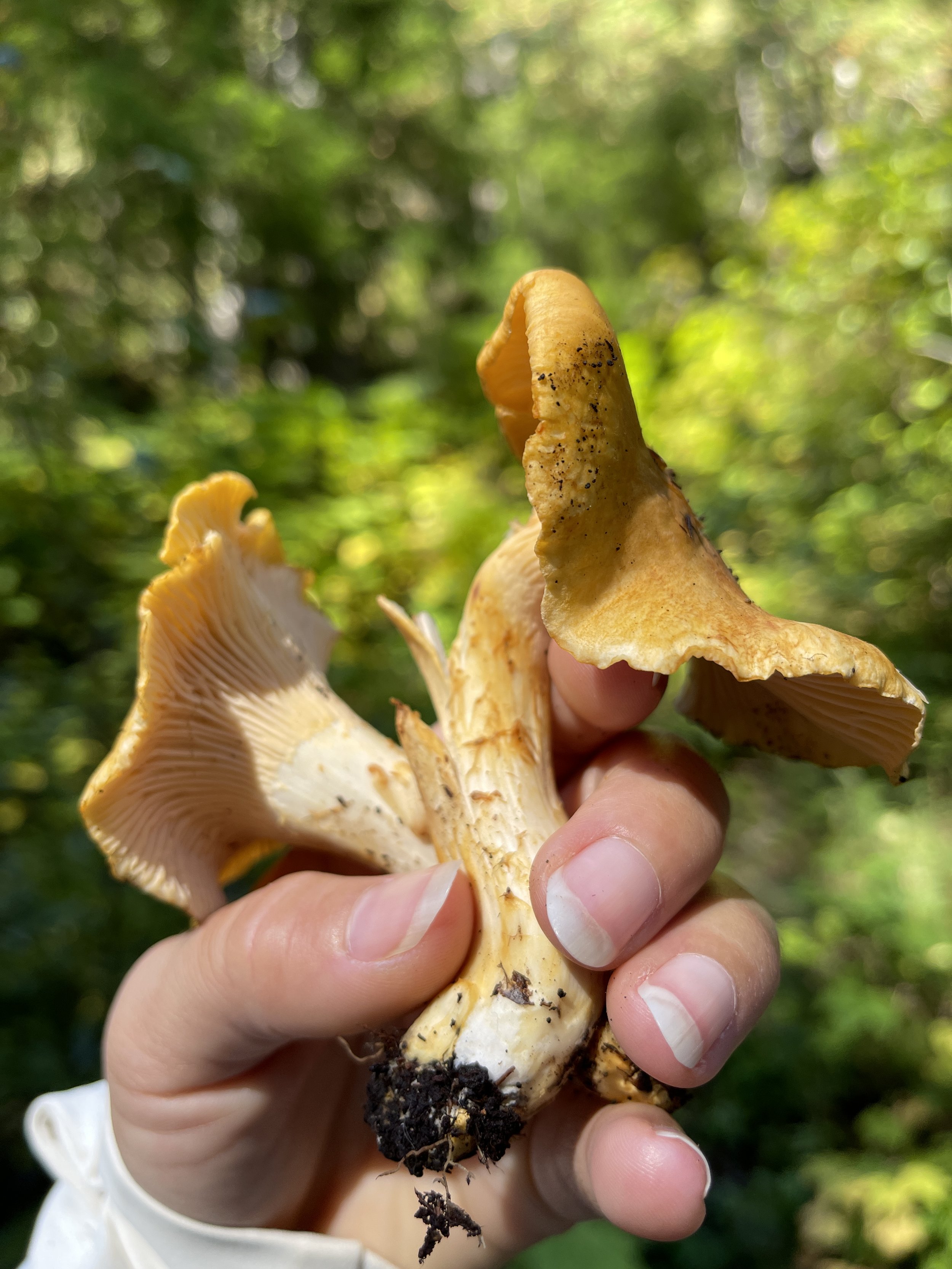 Wild Foods Resiliency Through Connection 2024 — Wildroot Botanicals