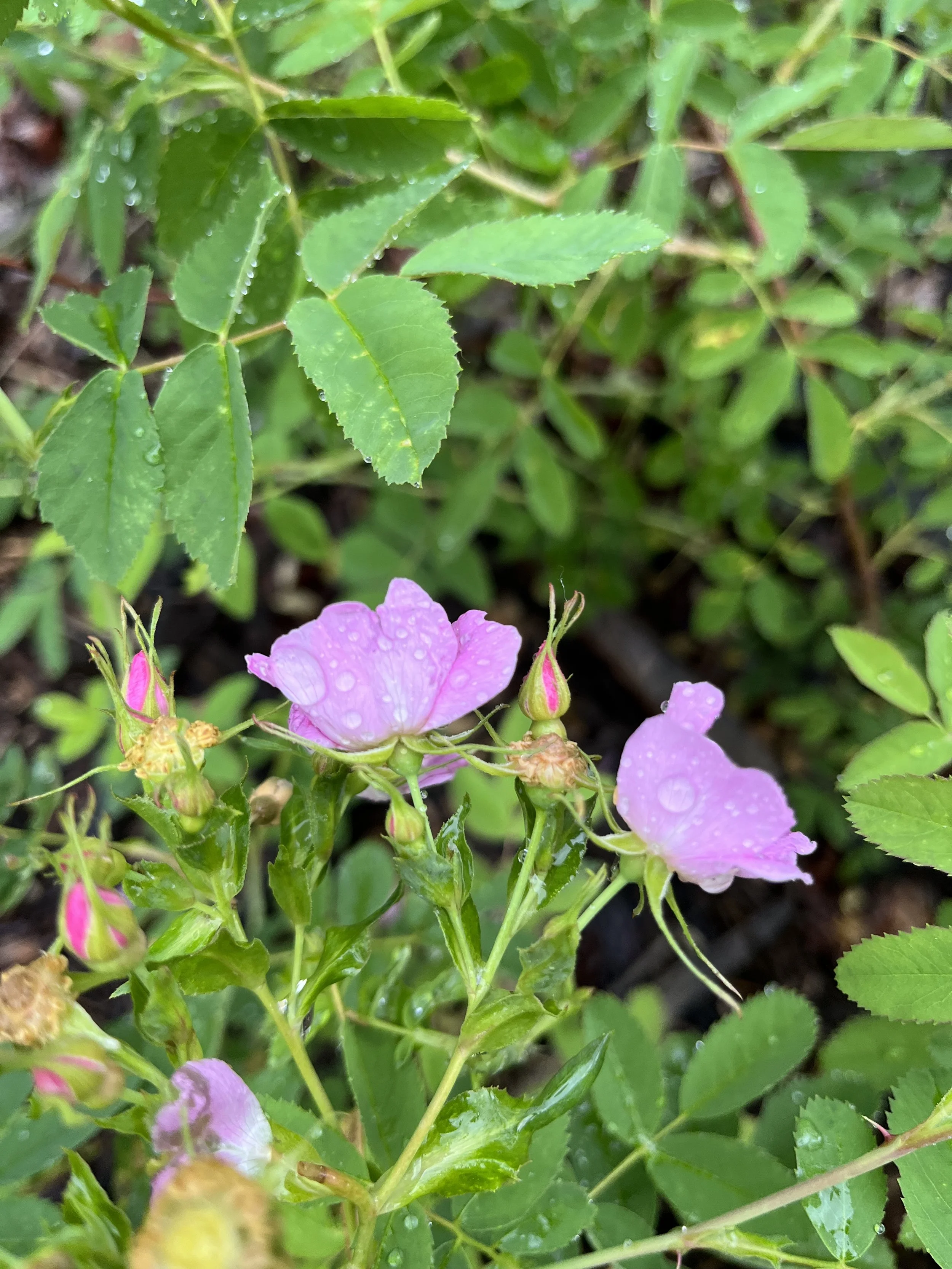 IMG_0997.jpeg