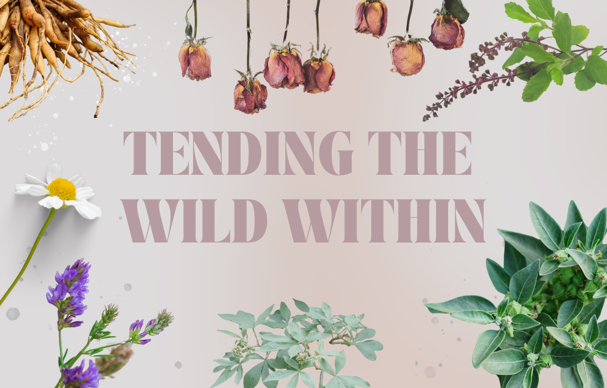 Tending the Wild Within: A Six-Month Journey with Medicinal Plants & Embodied Care