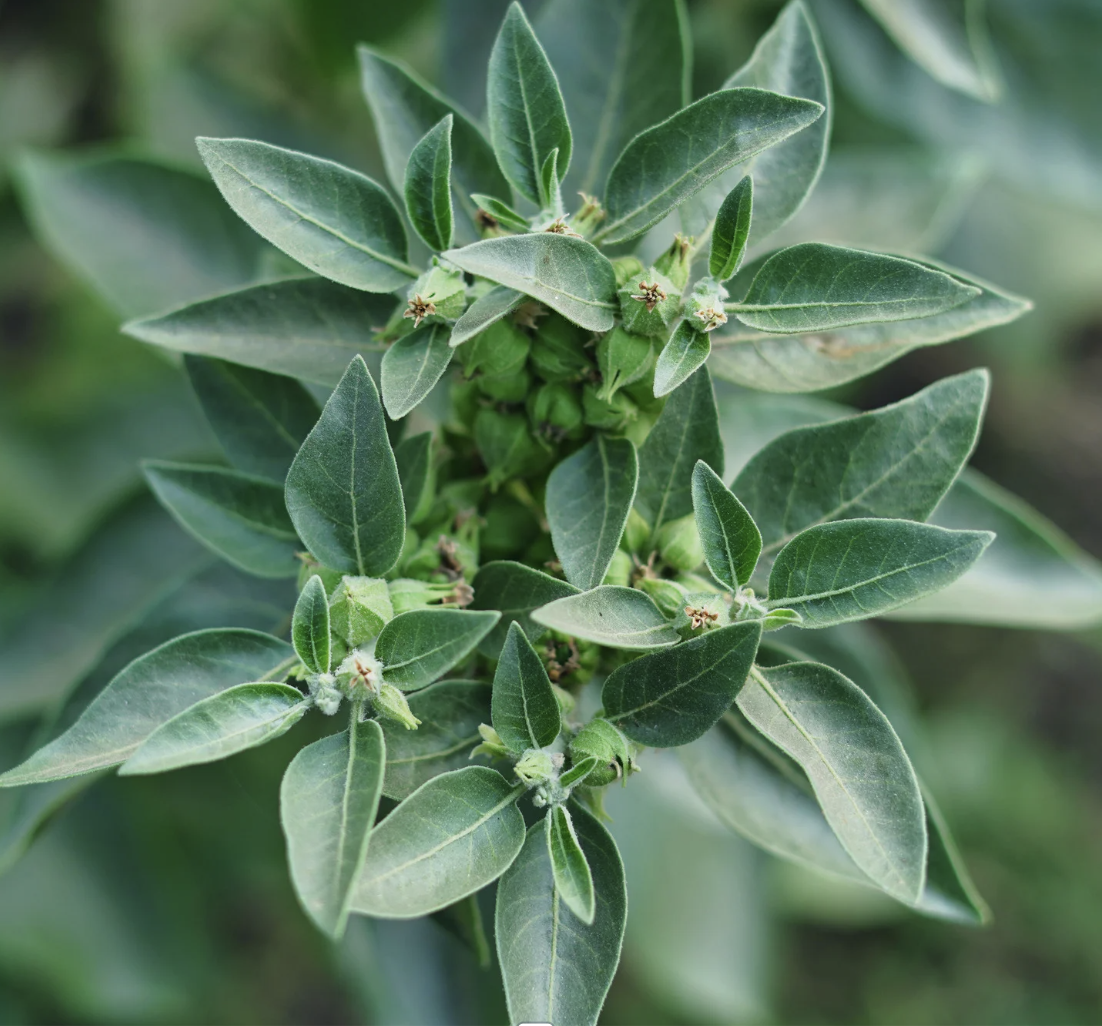 Screenshot 2026-04-20 at 10.30.02 AM.png