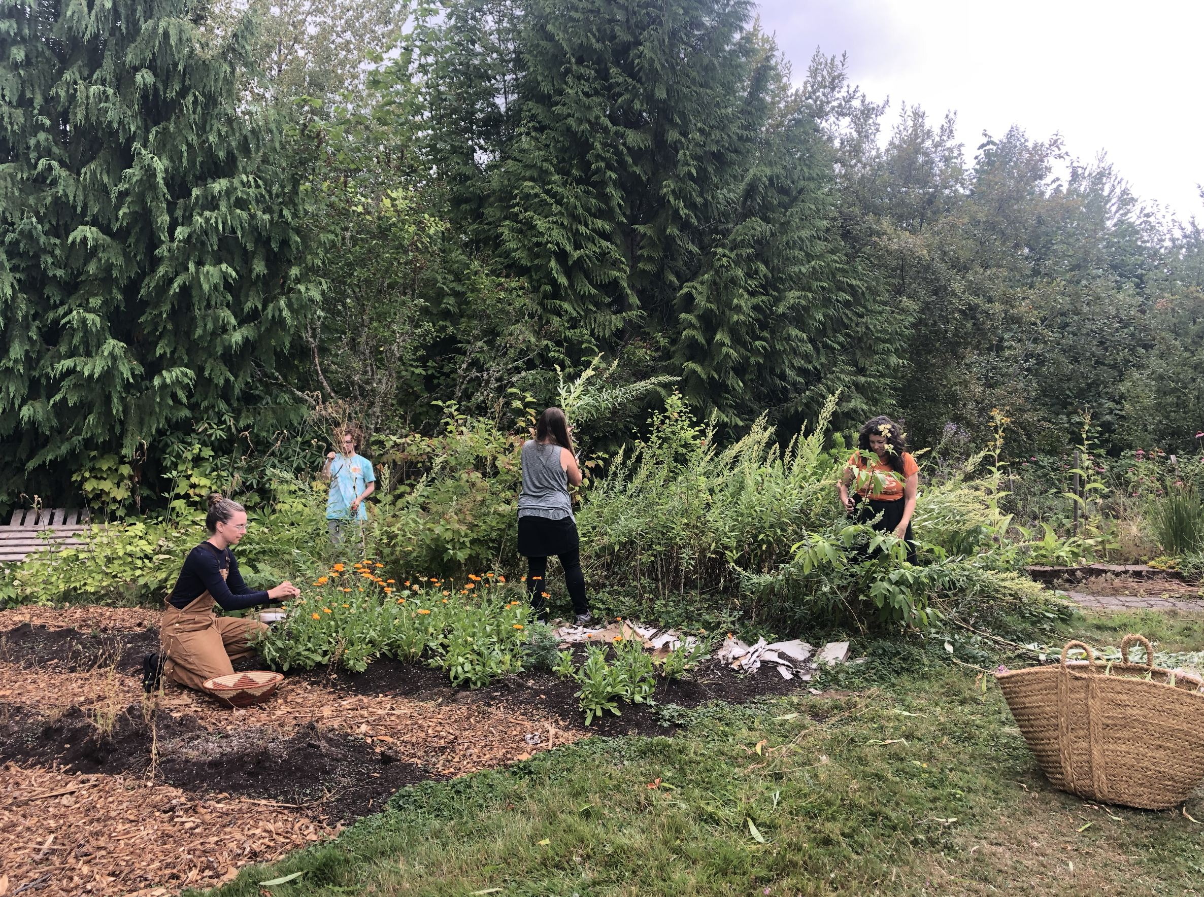 Land to Medicine: Cultivation of Herbal Medicine