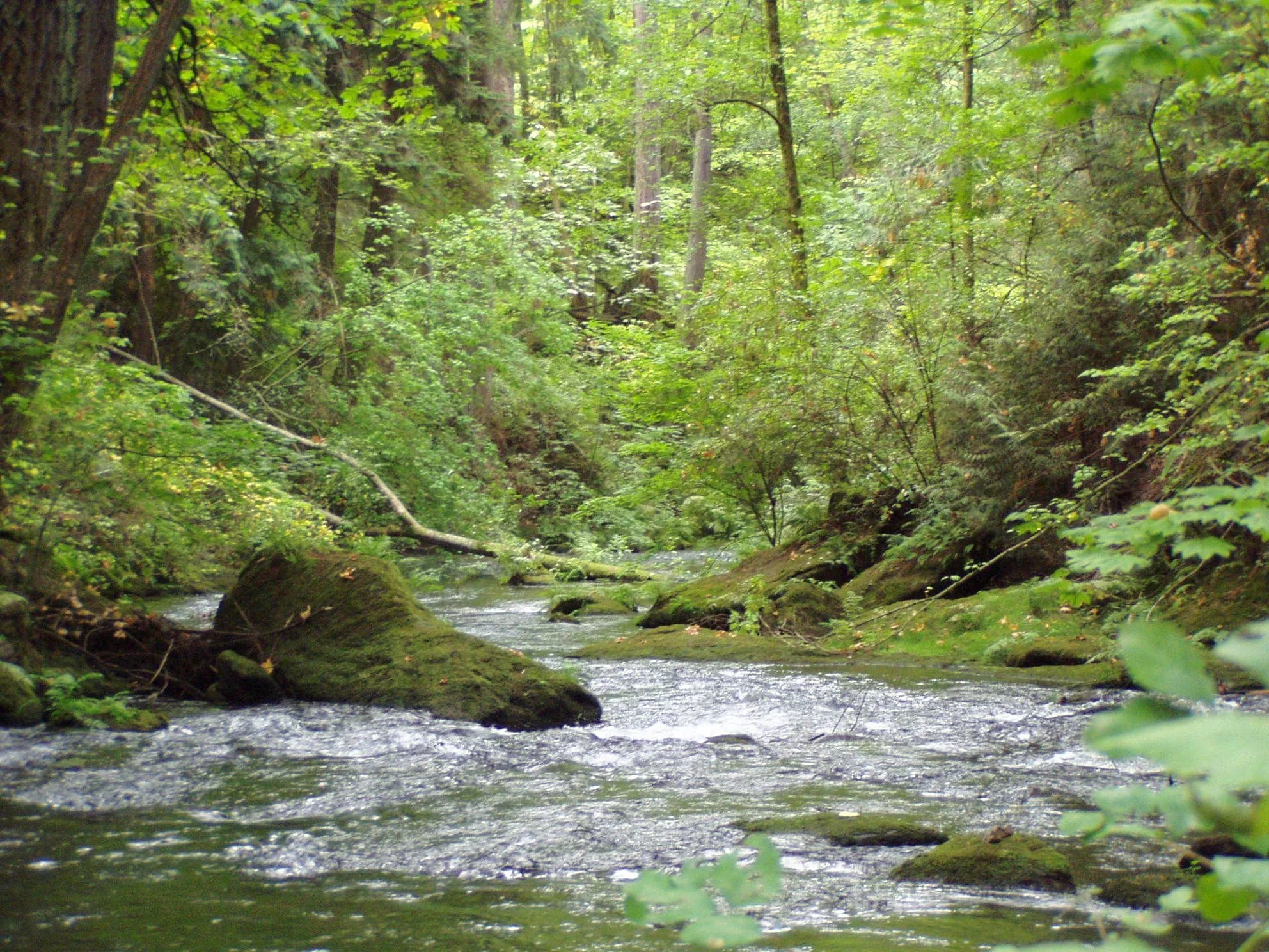 Whatcom_Creek1.jpg