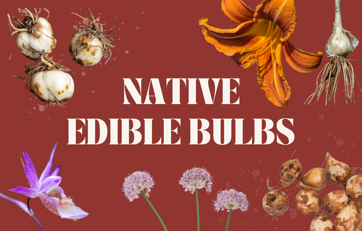 Wildroot Botanicals (3).png