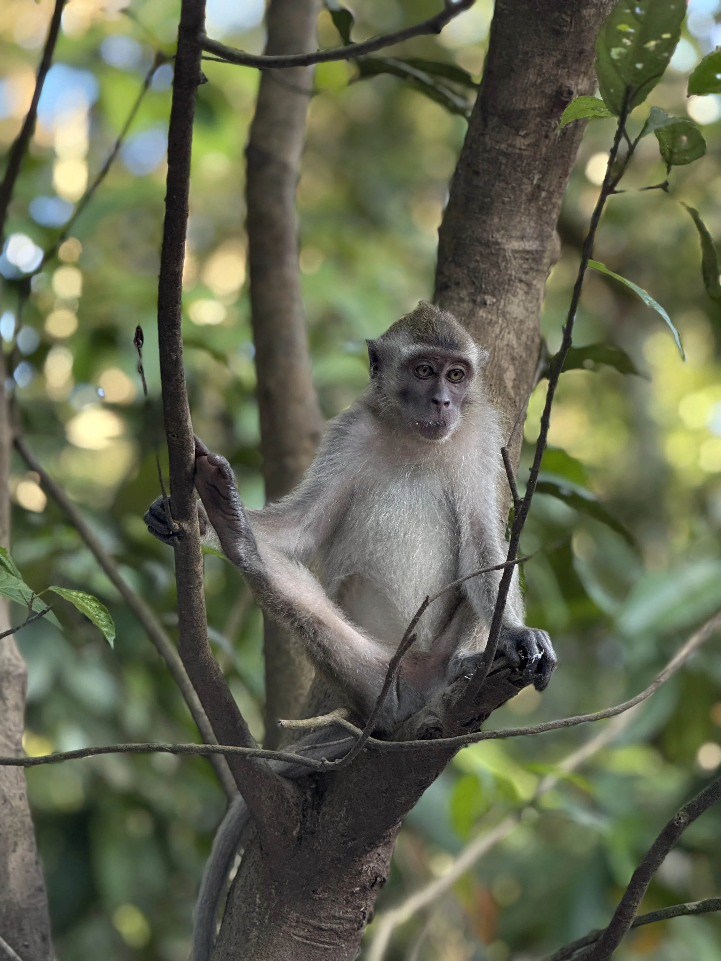 8Folktales - Borneo.jpg