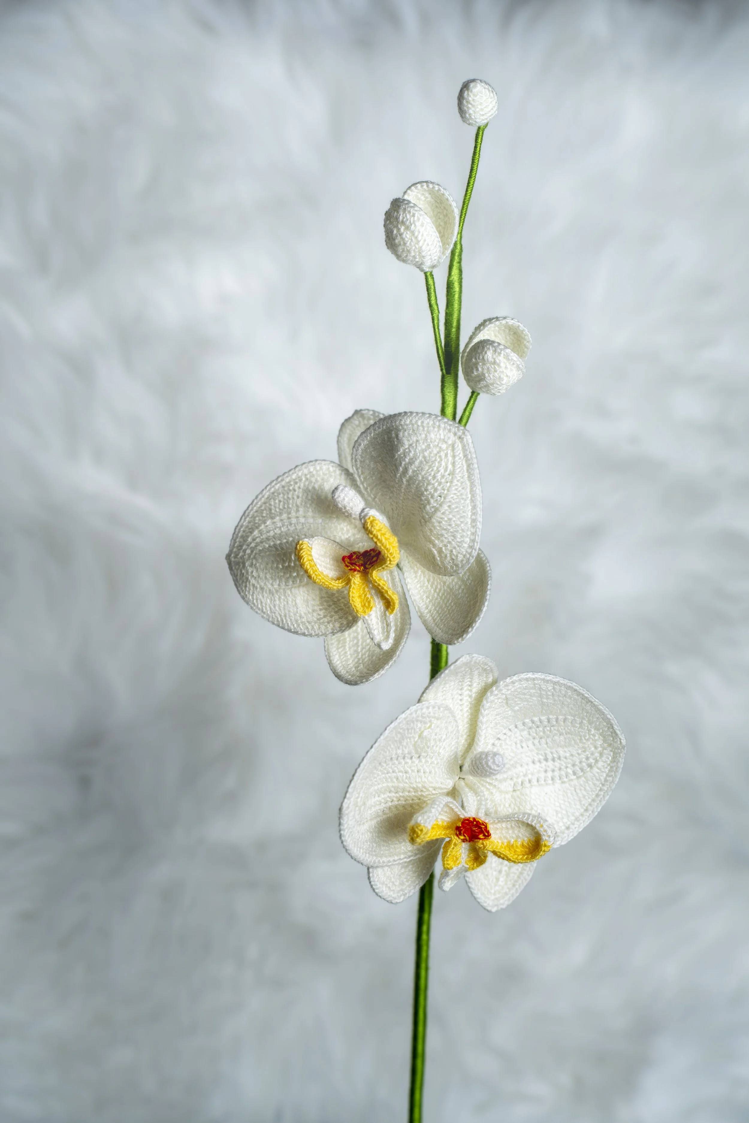 Orchid