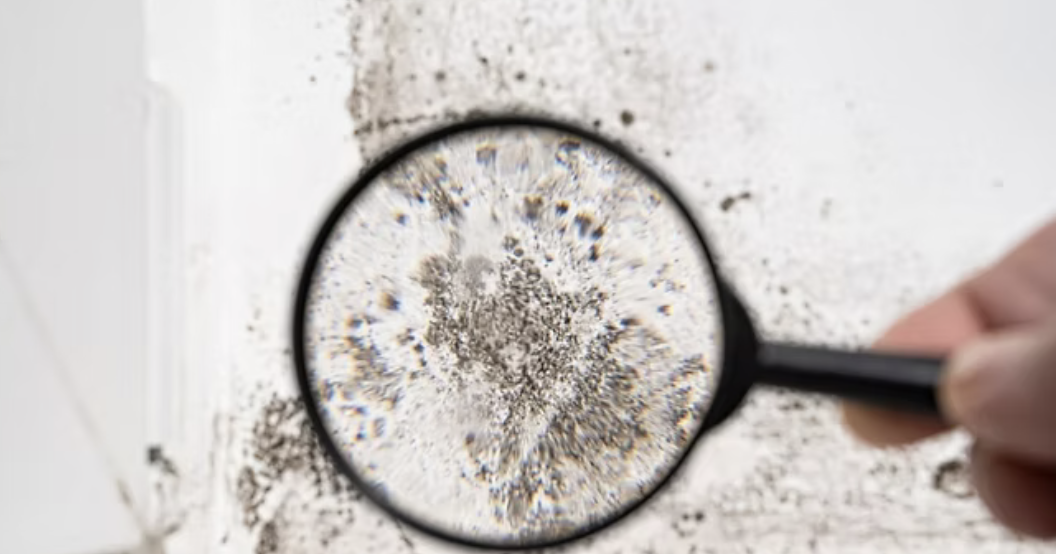 Start Here If You Suspect Mould Or Mould Illness And Aren’t Sure What To Do Next, Includes Free Screening Tests For Mould Illness