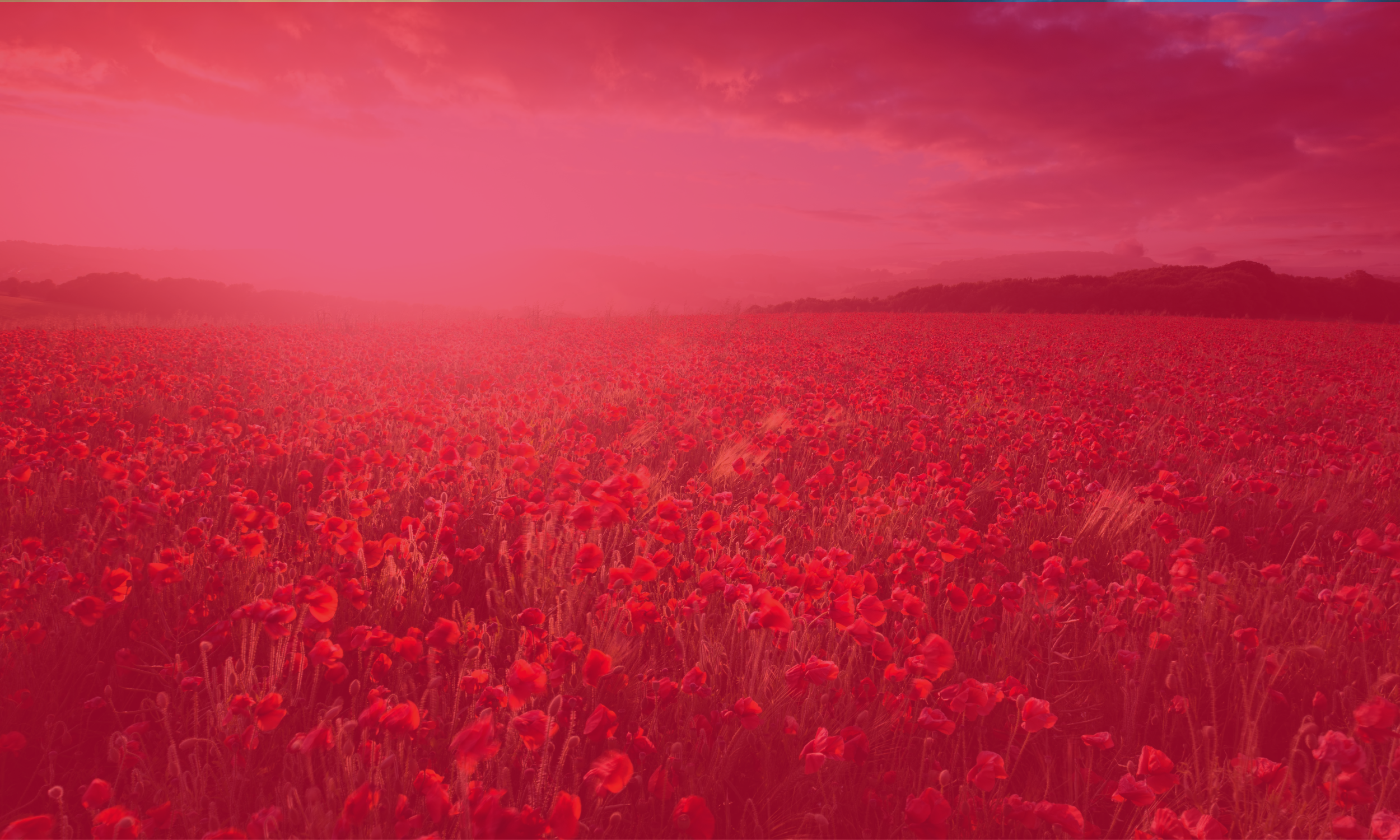 A field of red poppies under a pink and purple sky with clouds at sunset.