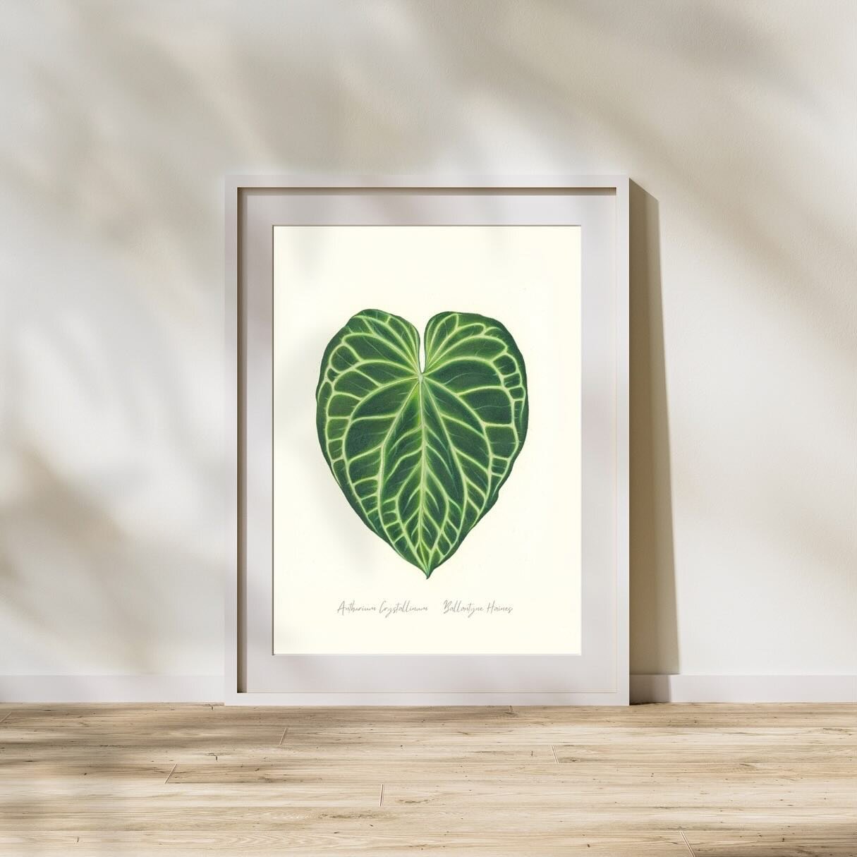 A cheeky wee Anthurium crystallinum for a Friday afternoon. Xmas sale live now! (www.ballantynehaines.com) link in bio 🥳