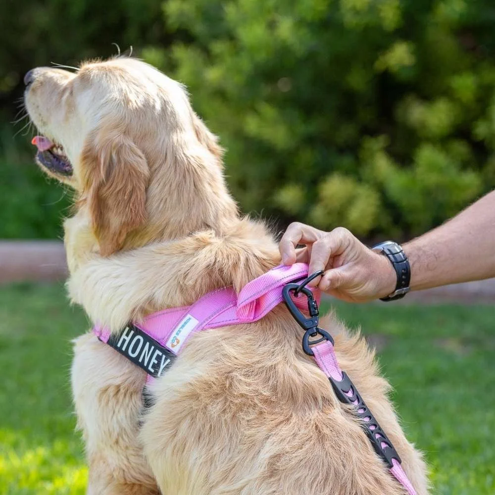 Kibbles and Co Dog leads