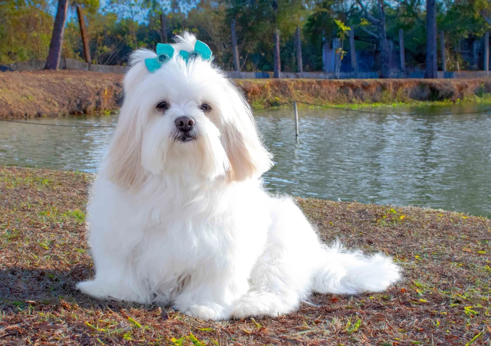 Discover the 13 Most Stunning Dog Breeds for Grooming Enthusiasts