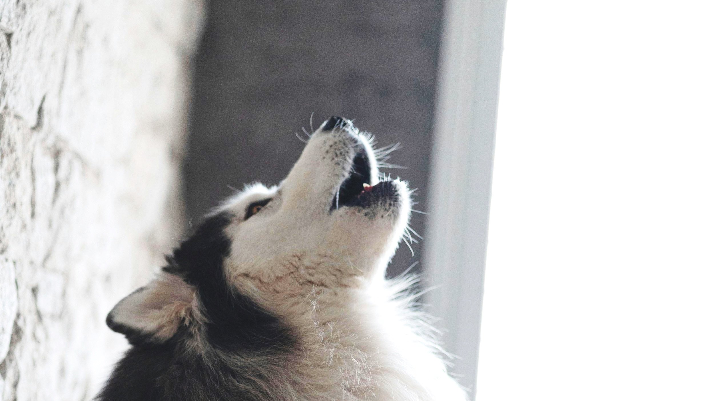 How To Know Your Dog Is Talking To You? Dog Sounds Decoded