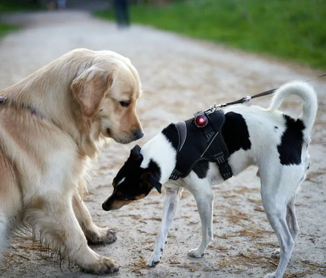2 Random Dogs Double Fun Or Double Trouble? How To Expand Your Pet Family — Best Pet ...