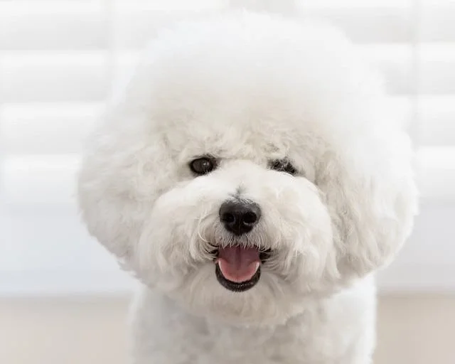 Discover the 13 Most Stunning Dog Breeds for Grooming Enthusiasts