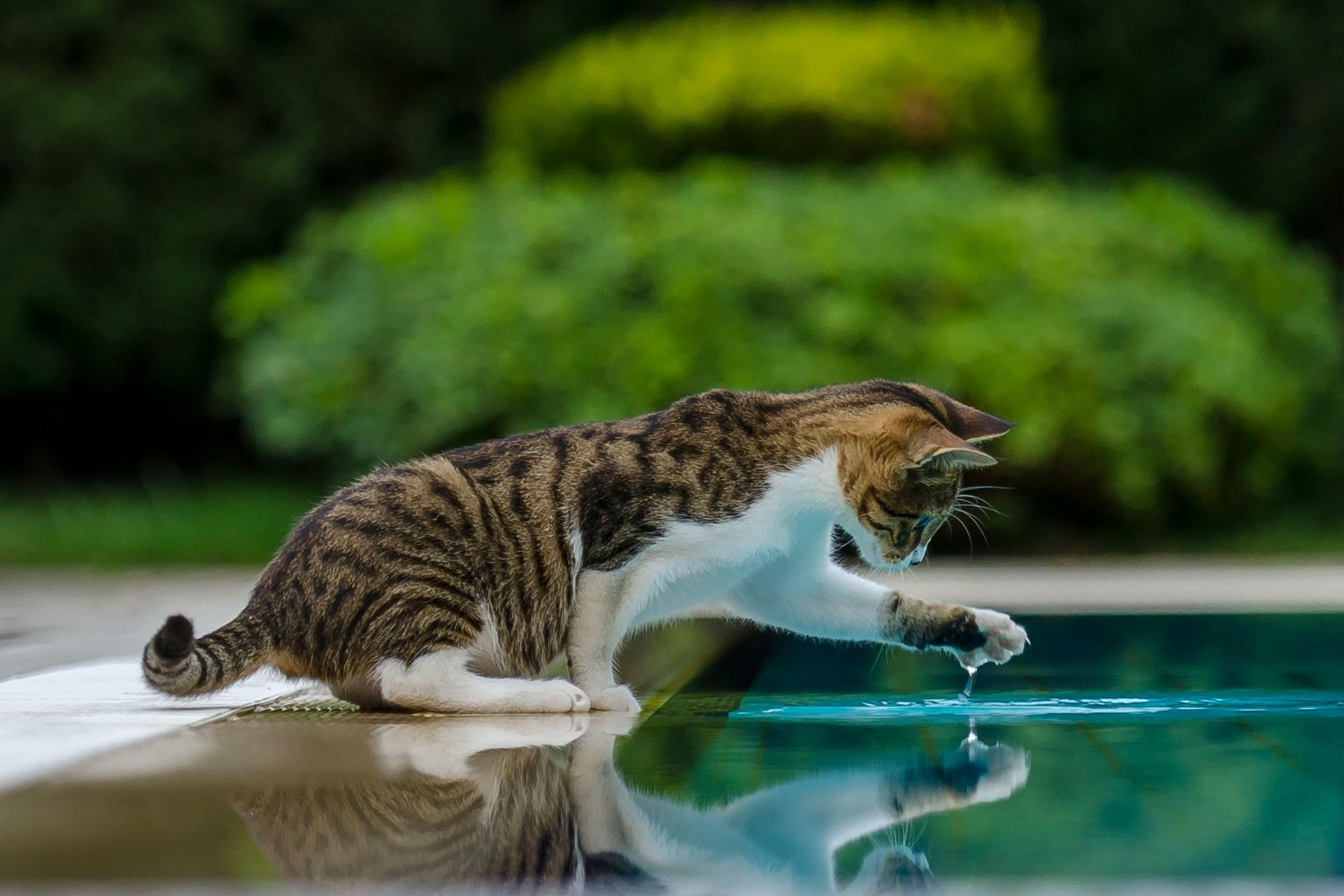 Picture of Do Cats Really Hate Water? The Truth Revealed — Best Pet Daily