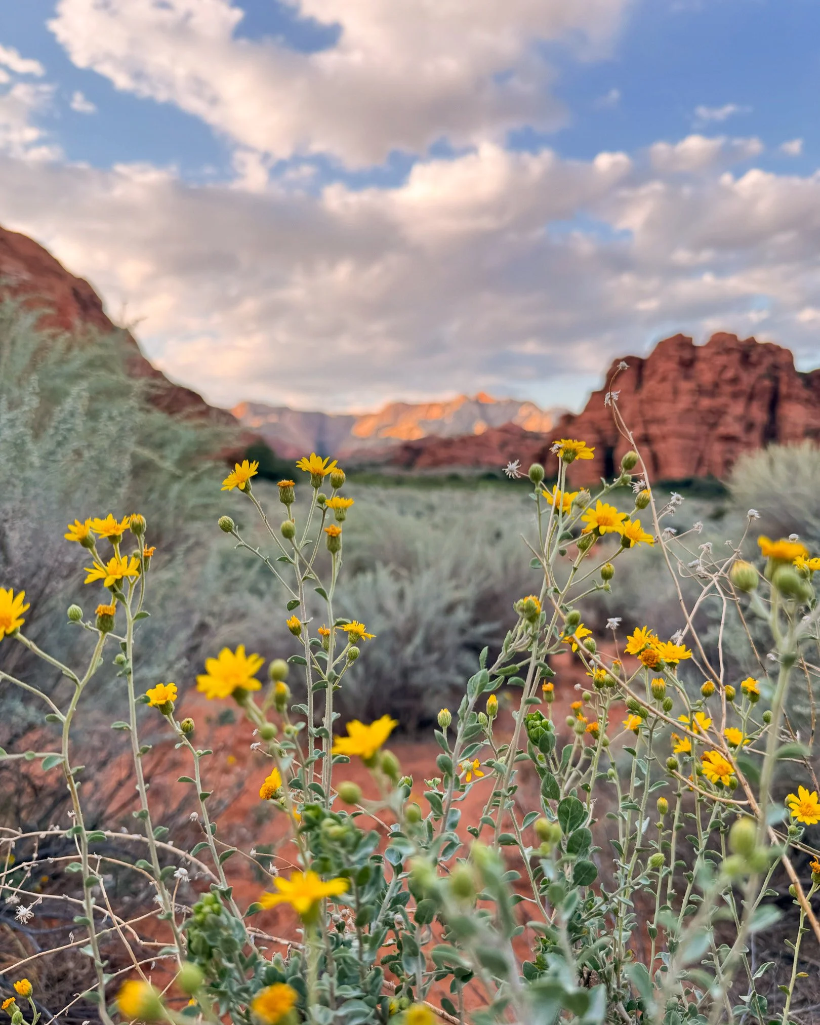 Snow Canyon Utah Wildflowers Desert