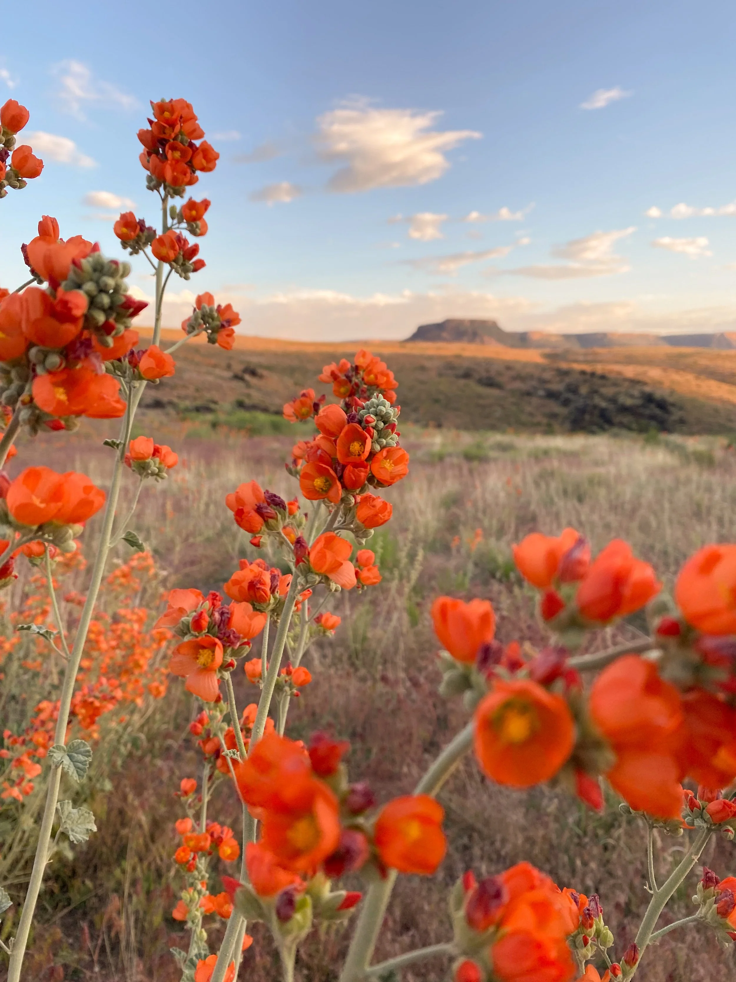 Desert WIldflowers Globemallows