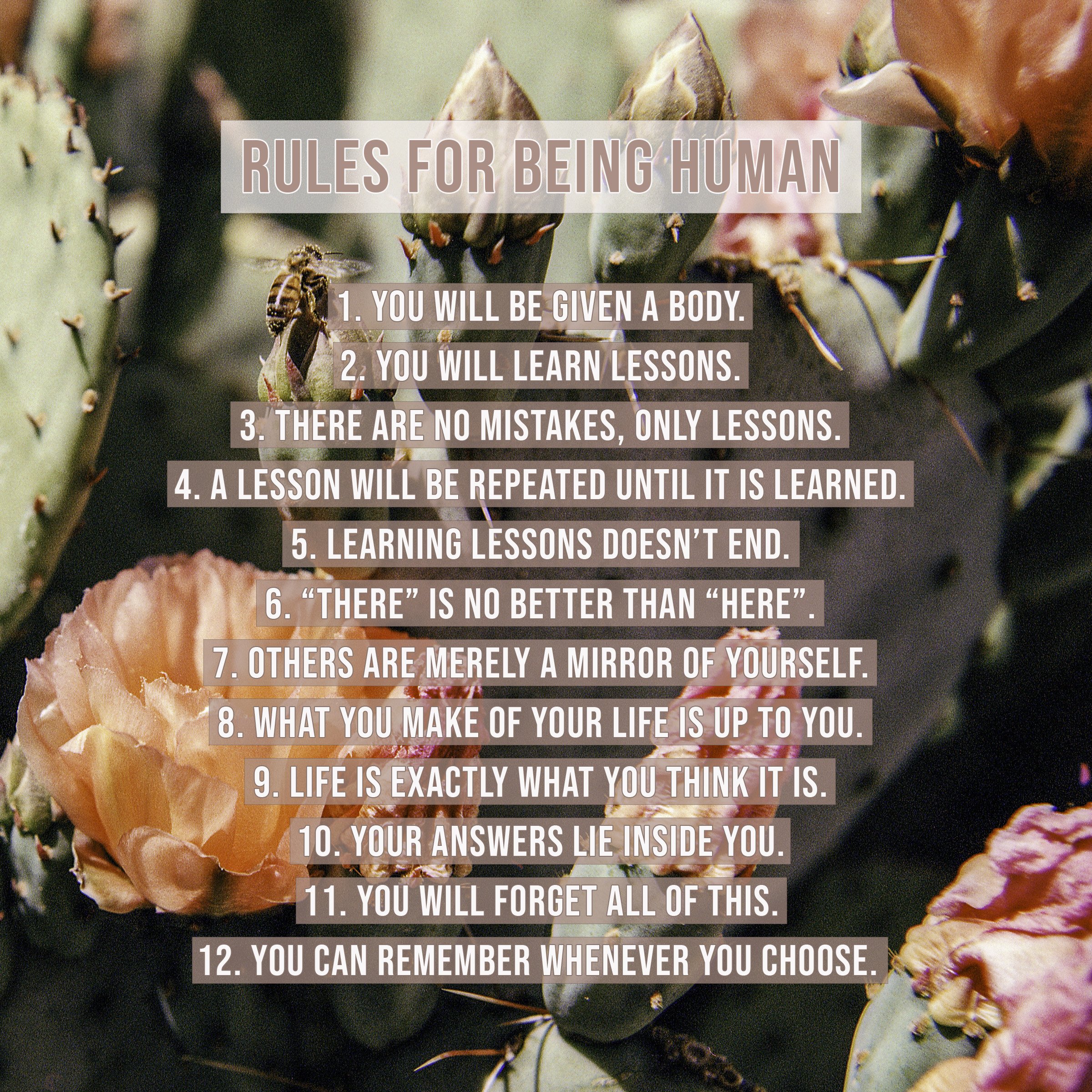 Rules For Being Human - Prickly Bee Final.jpg