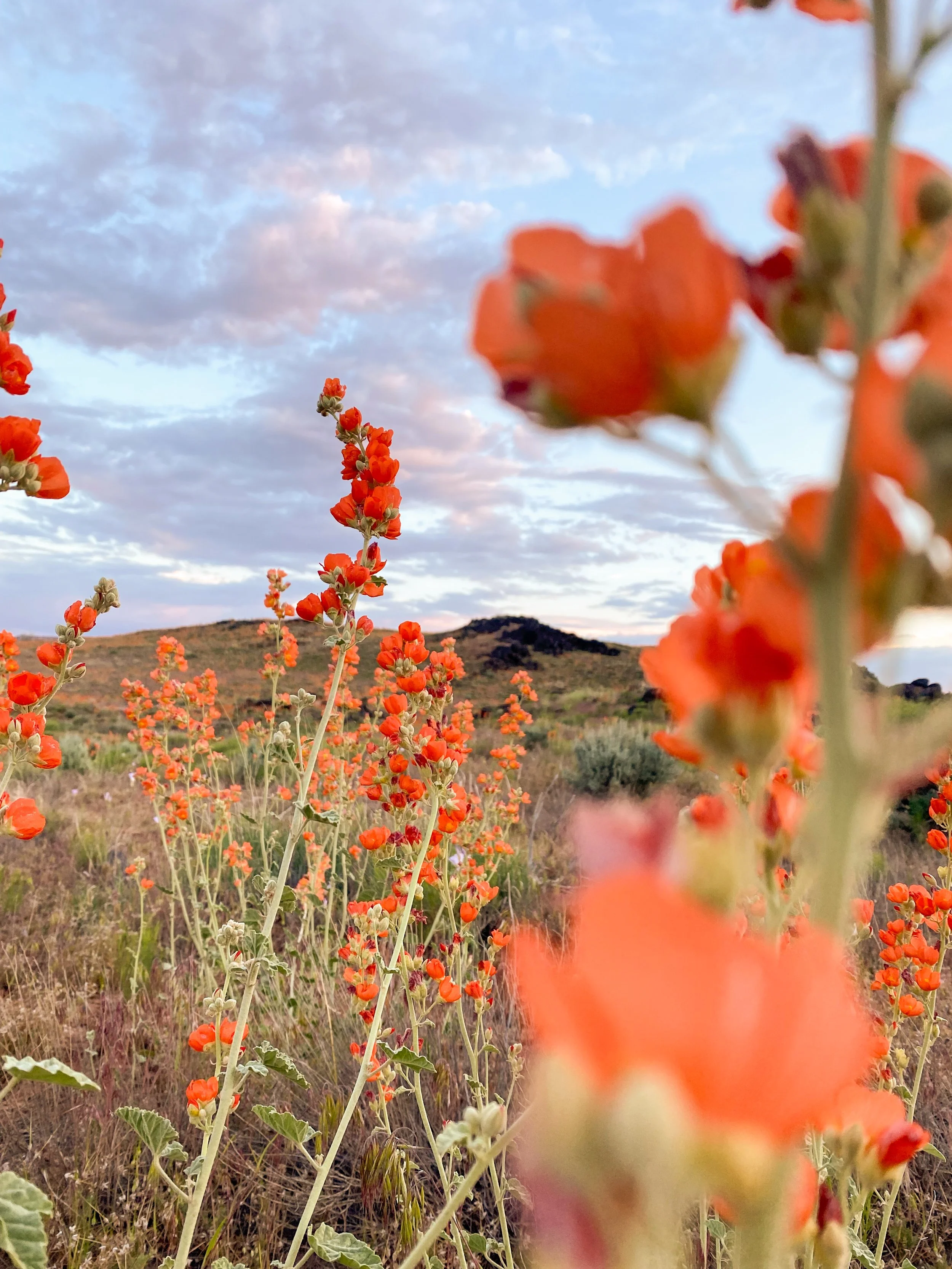 Desert WIldflowers Globemallows