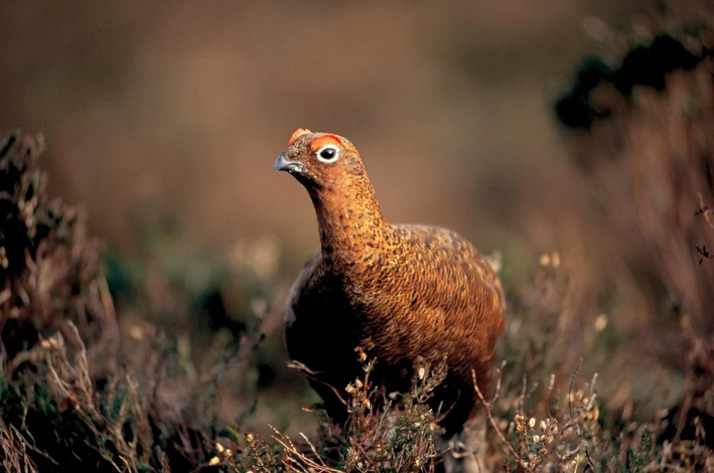 The Glorious 12th Has Arrived!
Across the heather-clad moors, the air is crisp, the dogs are eager, and tradition calls. Today marks the start of the grouse shooting season&mdash;a celebration of sport, countryside heritage, and the beauty of the Bri