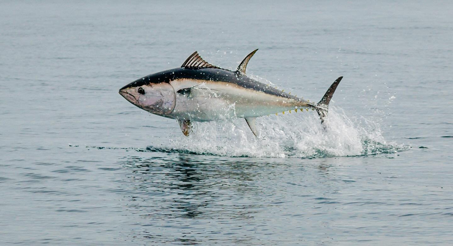 Bluefin tuna have made an explosive come back to British waters! 

Chasing these incredible Atlantic Bluefin Tuna is a truly memorable experience &mdash; pure power, speed, and beauty off the British coast in Devon and Cornwall. There&rsquo;s nothing