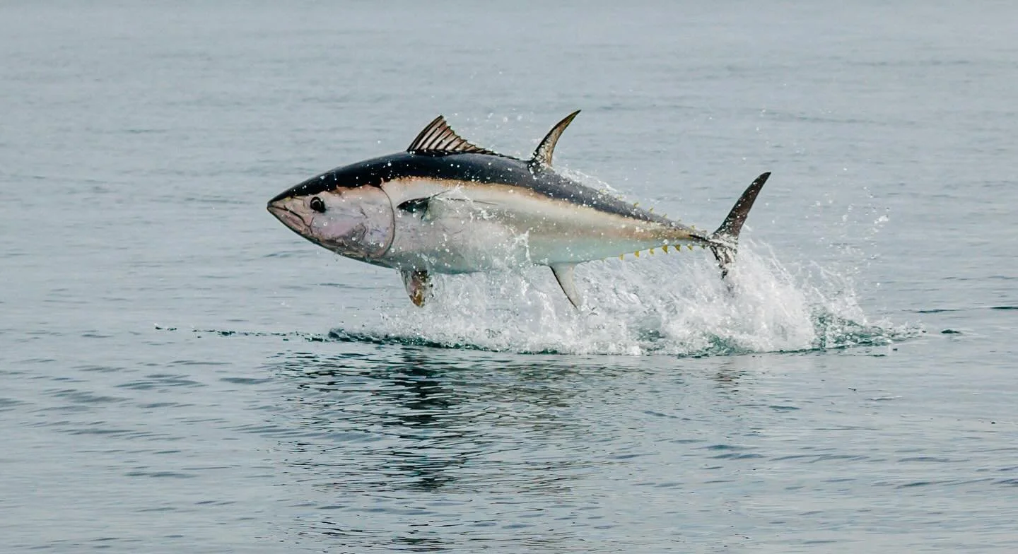 Bluefin tuna have made an explosive come back to British waters! 

Chasing these incredible Atlantic Bluefin Tuna is a truly memorable experience &mdash; pure power, speed, and beauty off the British coast in Devon and Cornwall. There&rsquo;s nothing