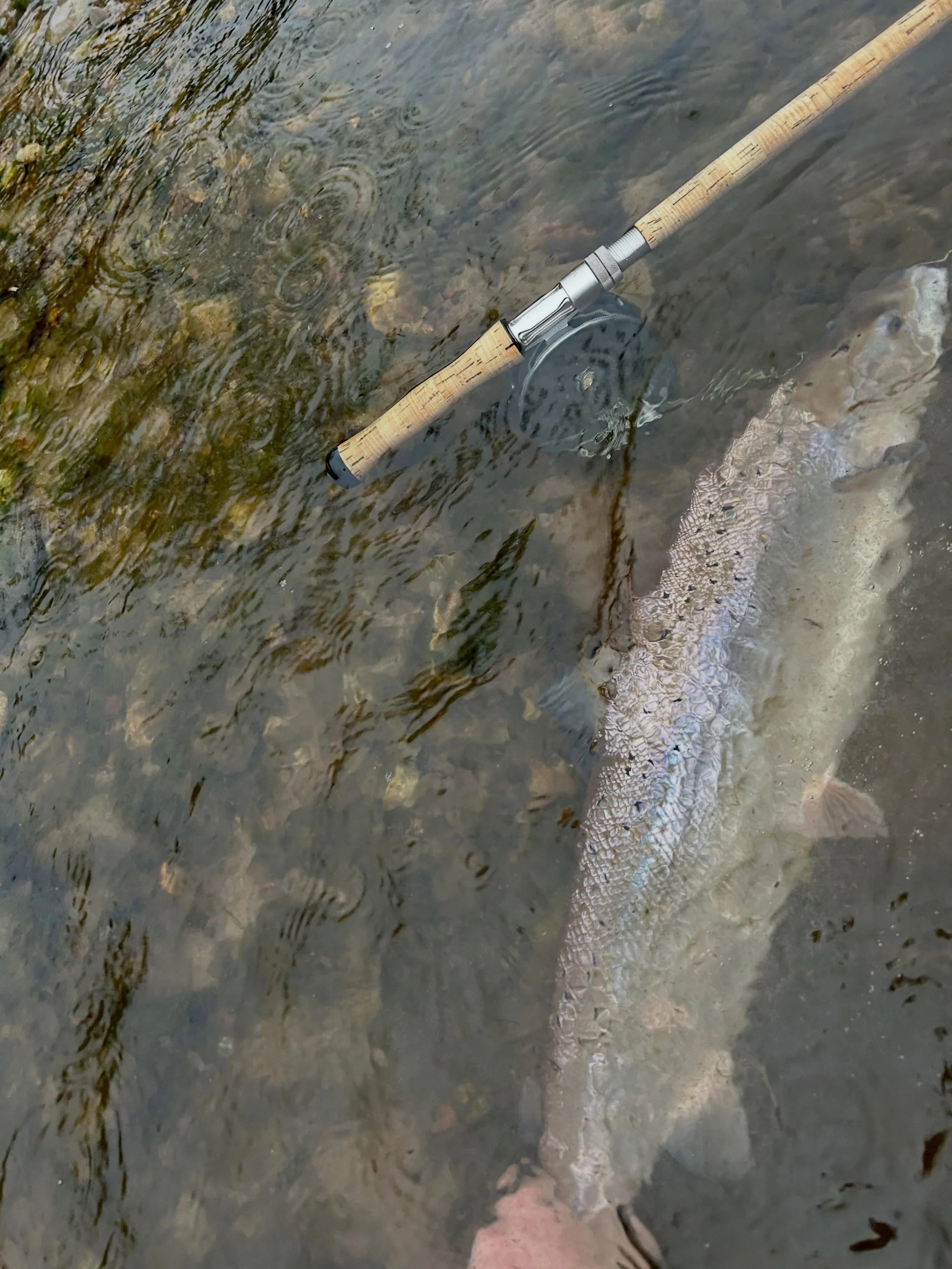 Fishing Notes 🎣

Spring 2026 has been encouraging across many rivers in the UK, with stronger runs of salmon and sea trout than we saw in 2025. It&rsquo;s been fantastic to witness healthier numbers returning, and we&rsquo;re keeping our fingers cro