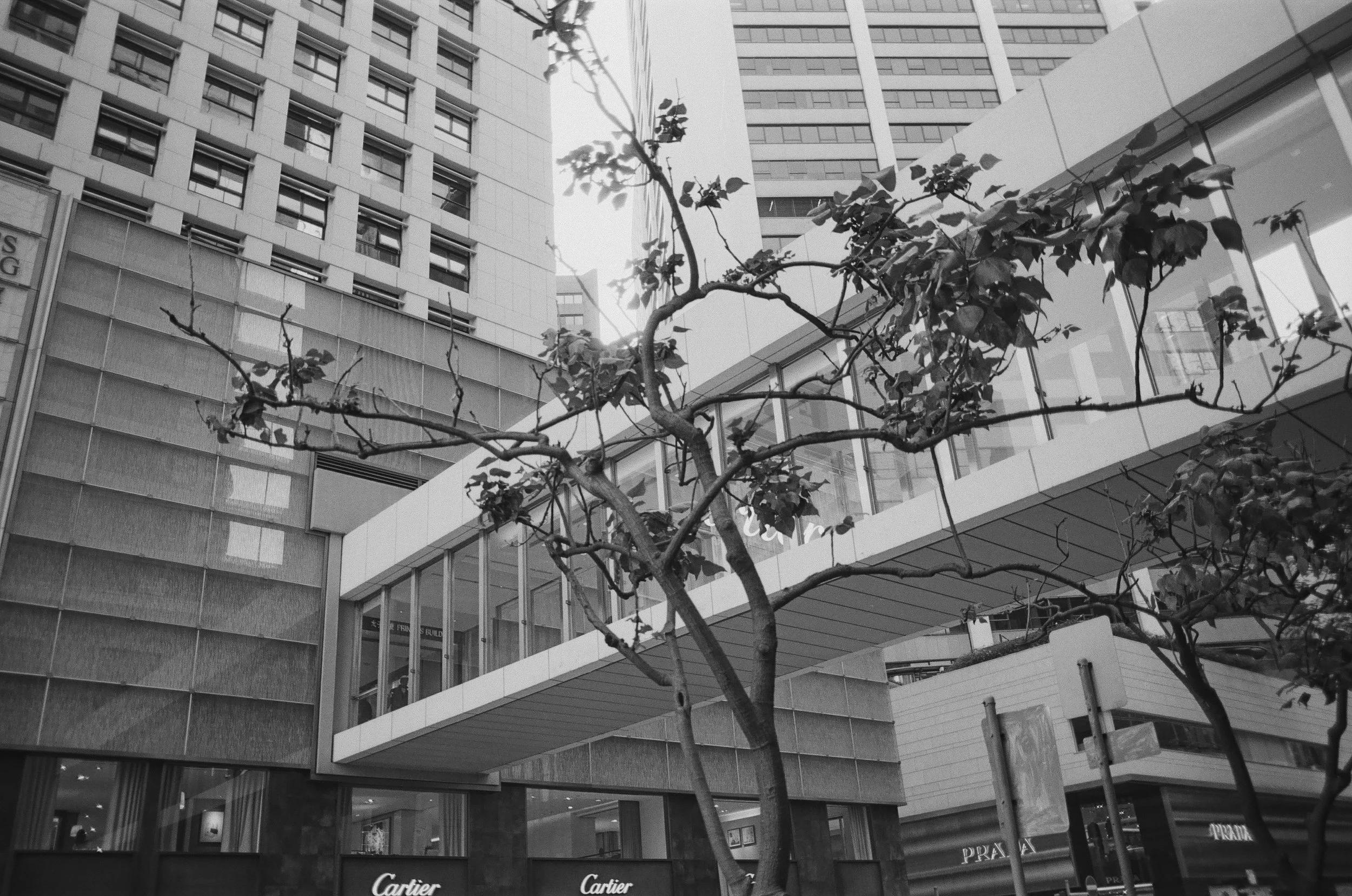 Ilford PAN F PLUS 50