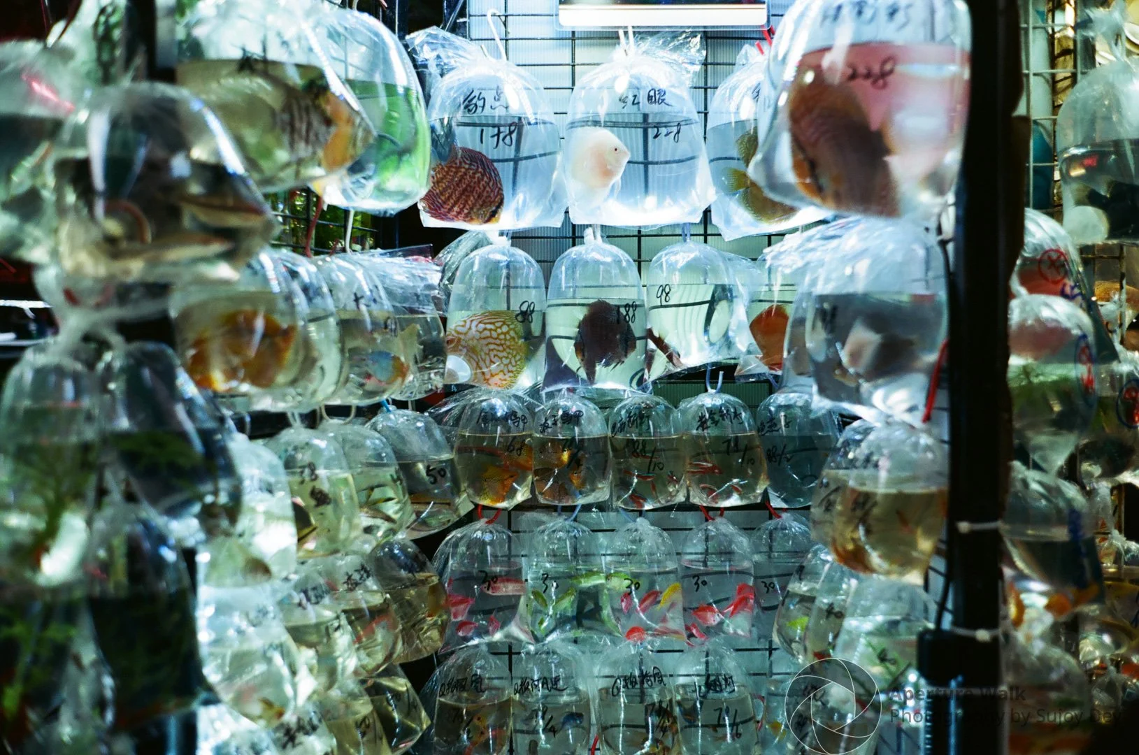 Goldfish Market