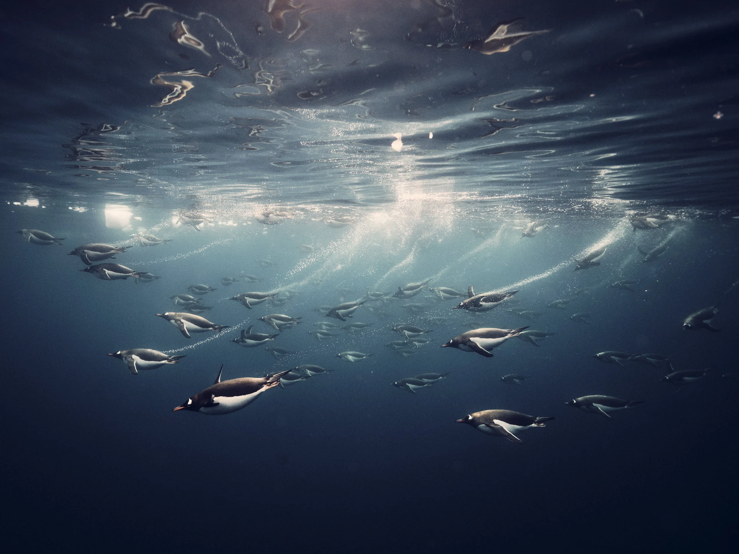antartica 6.jpg
