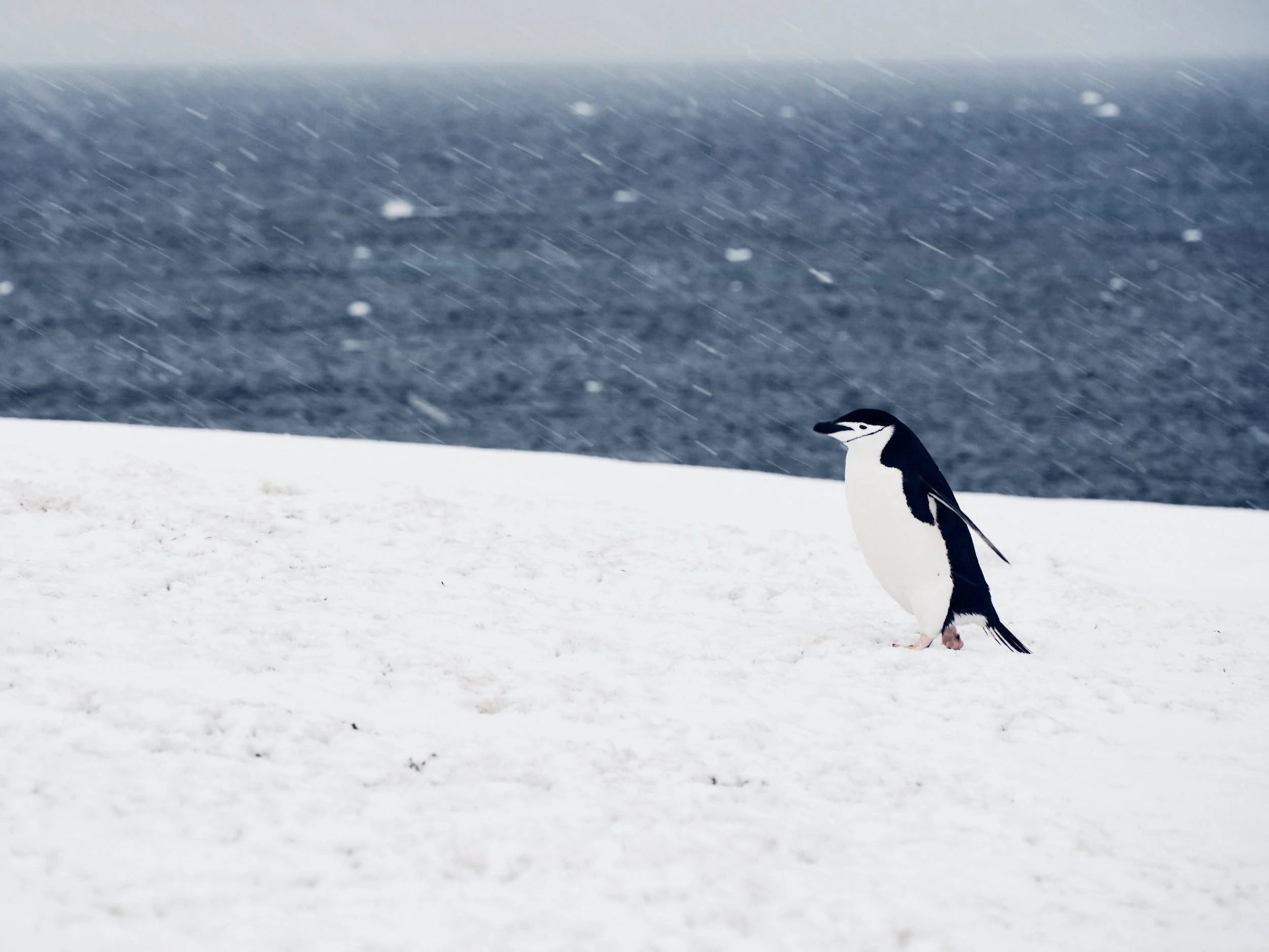 antartica 29.jpg