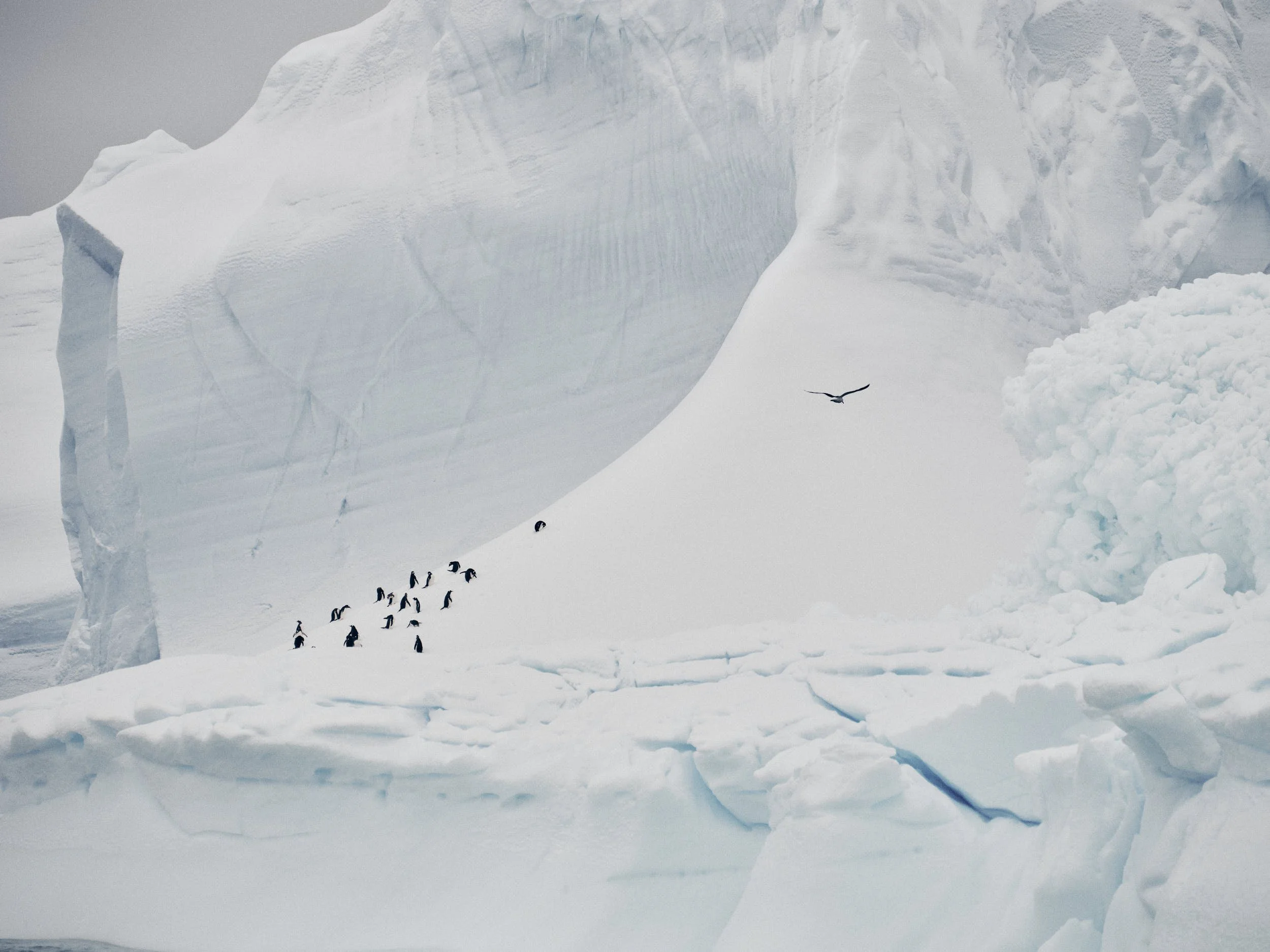 antartica 21.jpg