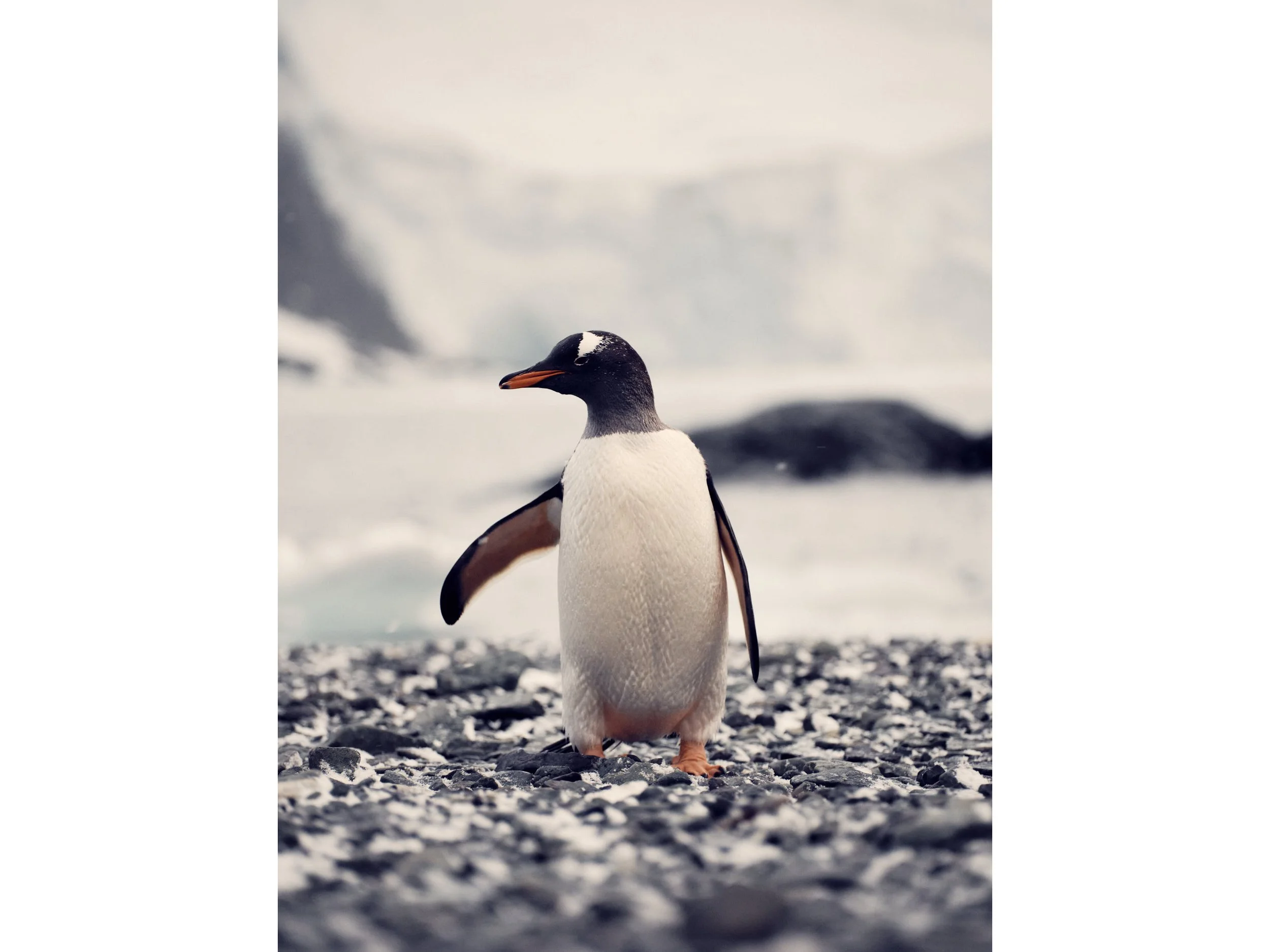 antartica 30.jpg