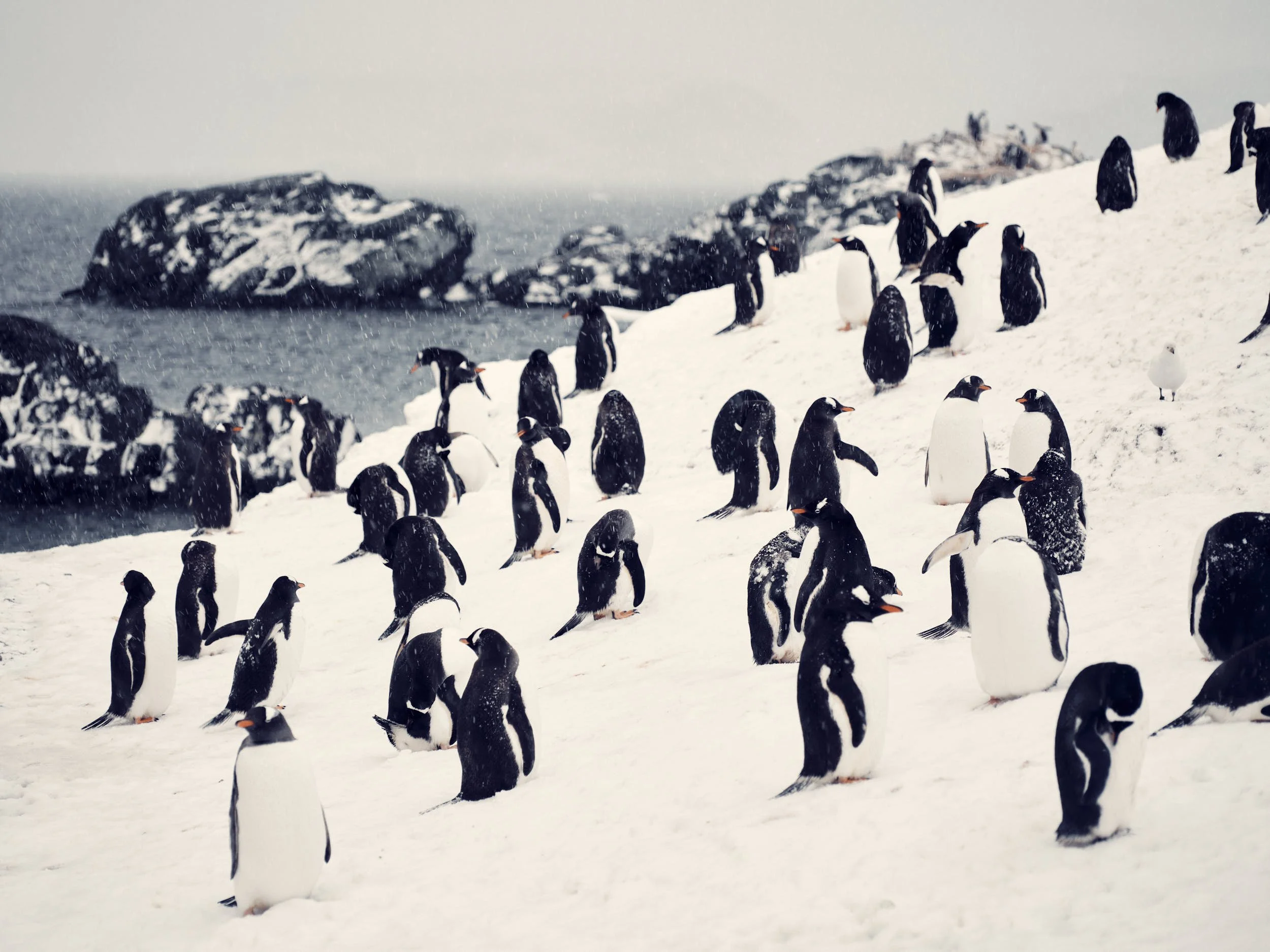 antartica 31.jpg