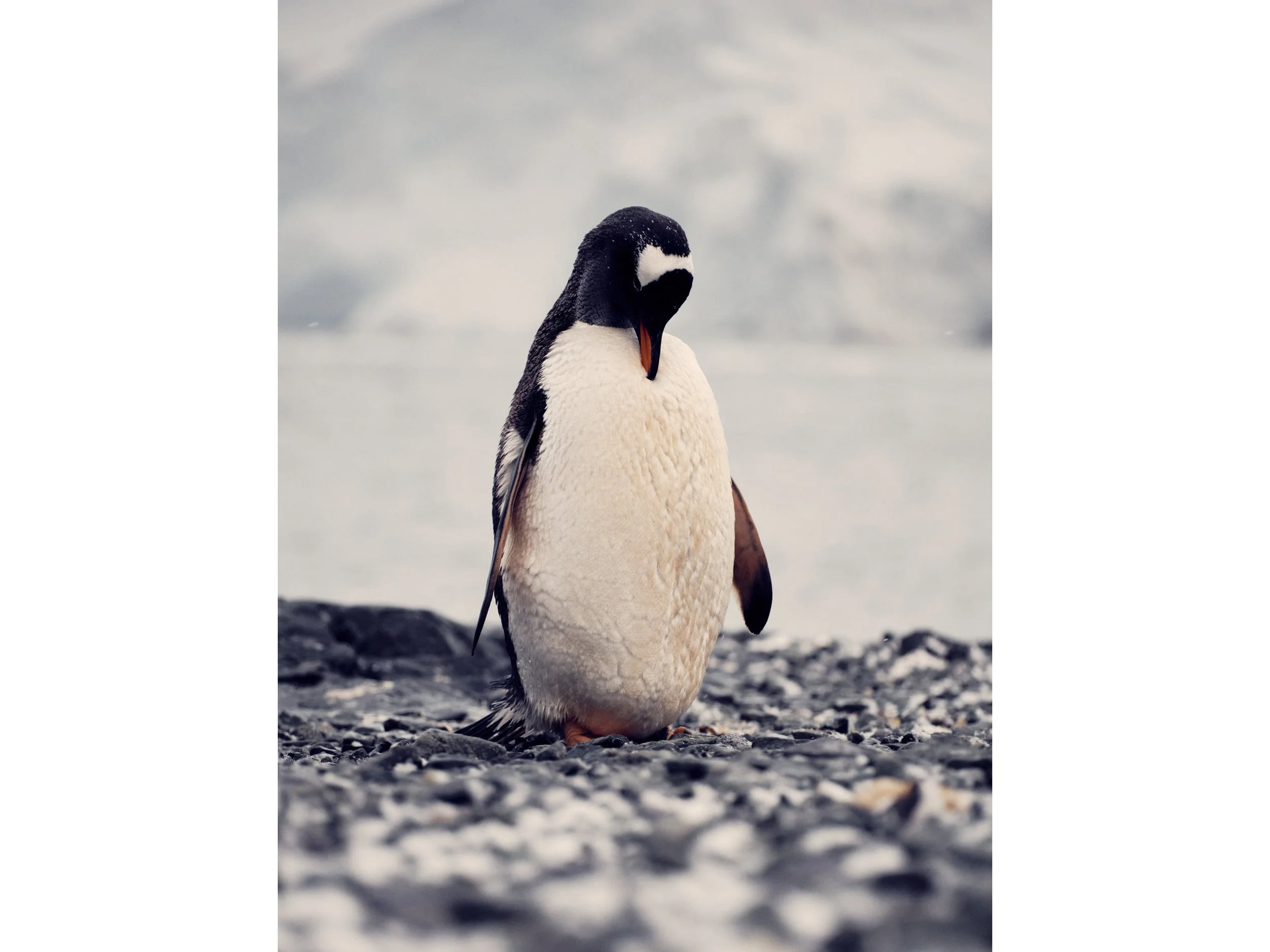 antartica 32.jpg