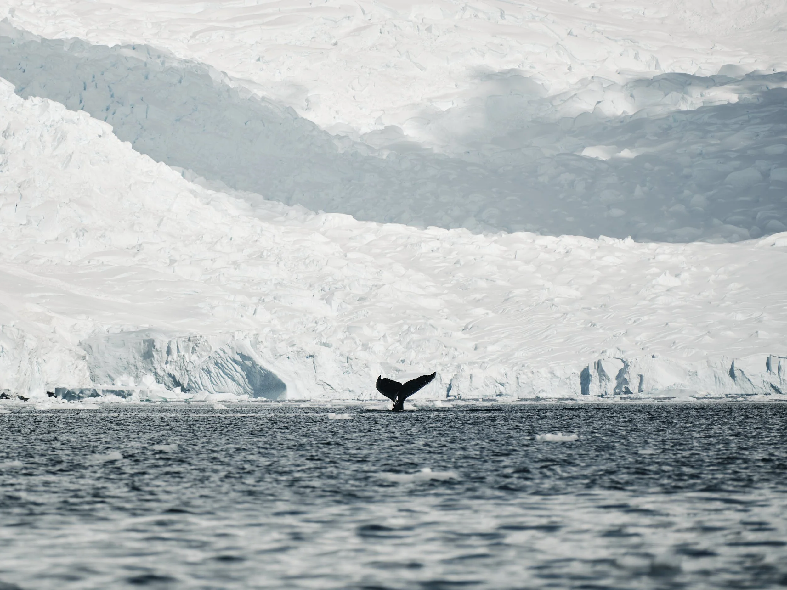 47antartica.jpg