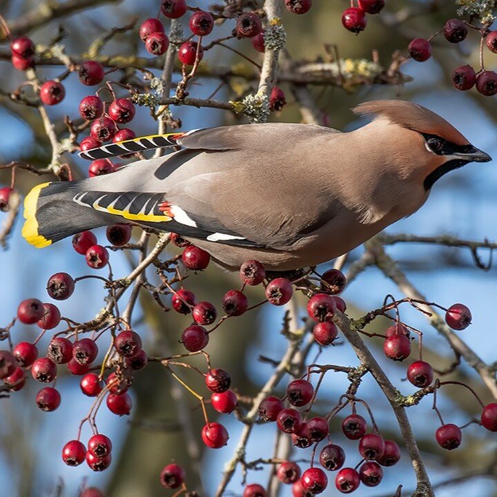 Had trip over to Hassop Station in Derbyshire to find these Bohemian Waxwings .

#Nikon 
#D500
#waxwings #Photooftheday
#photographyislife #photographysouls #travils #travilphotography #nature #naturephotography #landscape #landscape photography #wil
