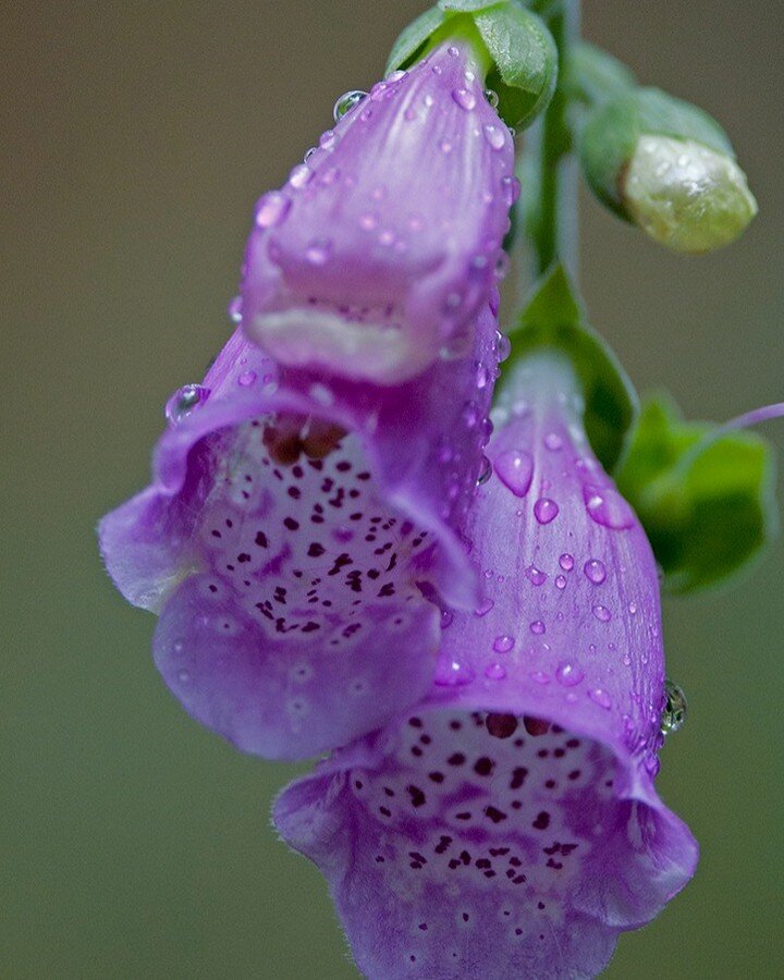 Foxgloves 

#D300 
#nikonphotography 
www.steveaddisonphotography.com

#nikon #photoofthrday #nature #bees
#flowers #foxglove #plants #purpleflowers #naturephoyography #photography.
35w