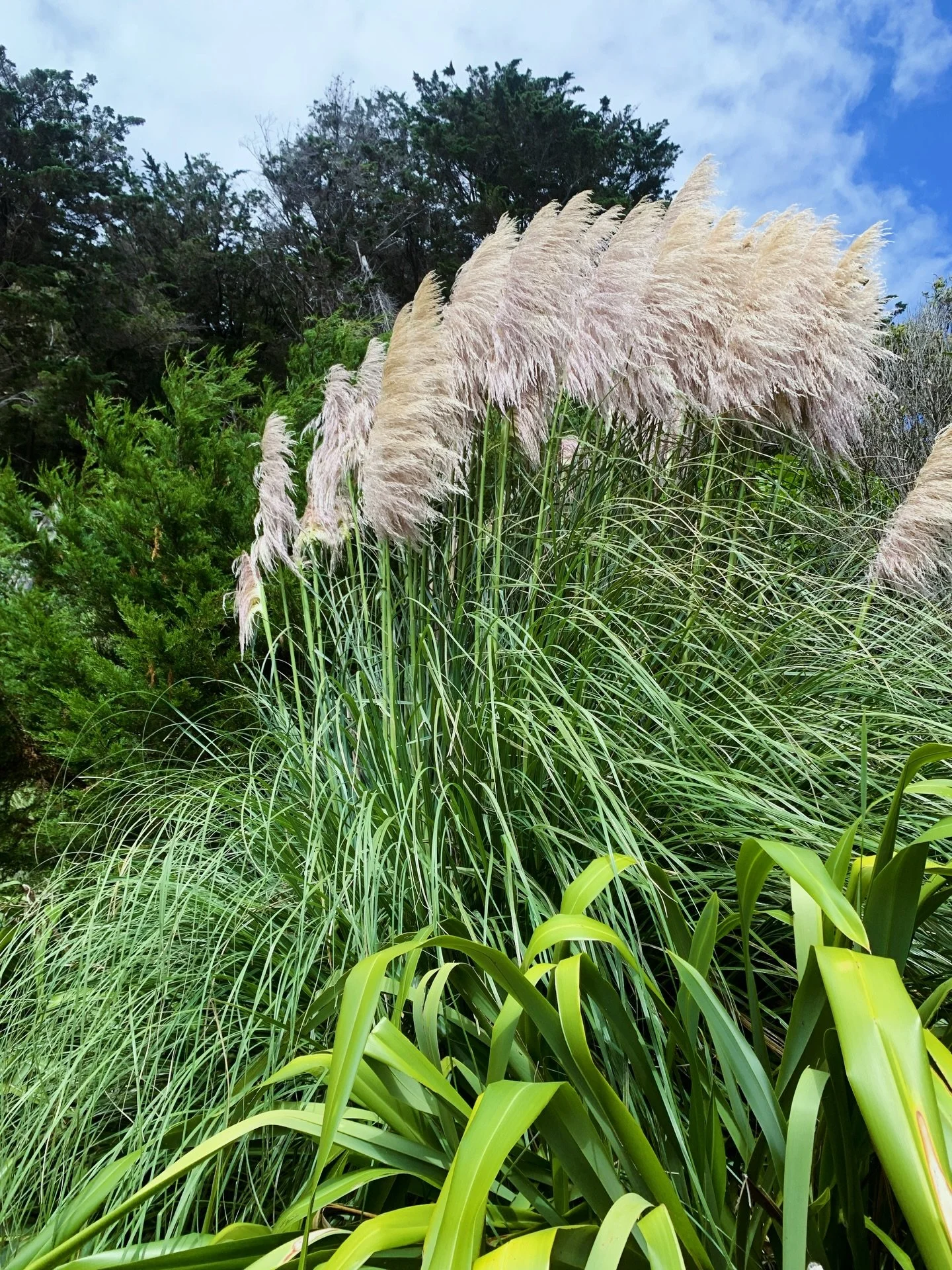 The Song of the Tinana (body) 🌿

Your Tinana is a landscape, carved by the journeys you&rsquo;ve taken and the stories you carry. 

Like the rugged ranges of the earth we walk , it holds both strength and stillness&mdash;but even the earth needs the
