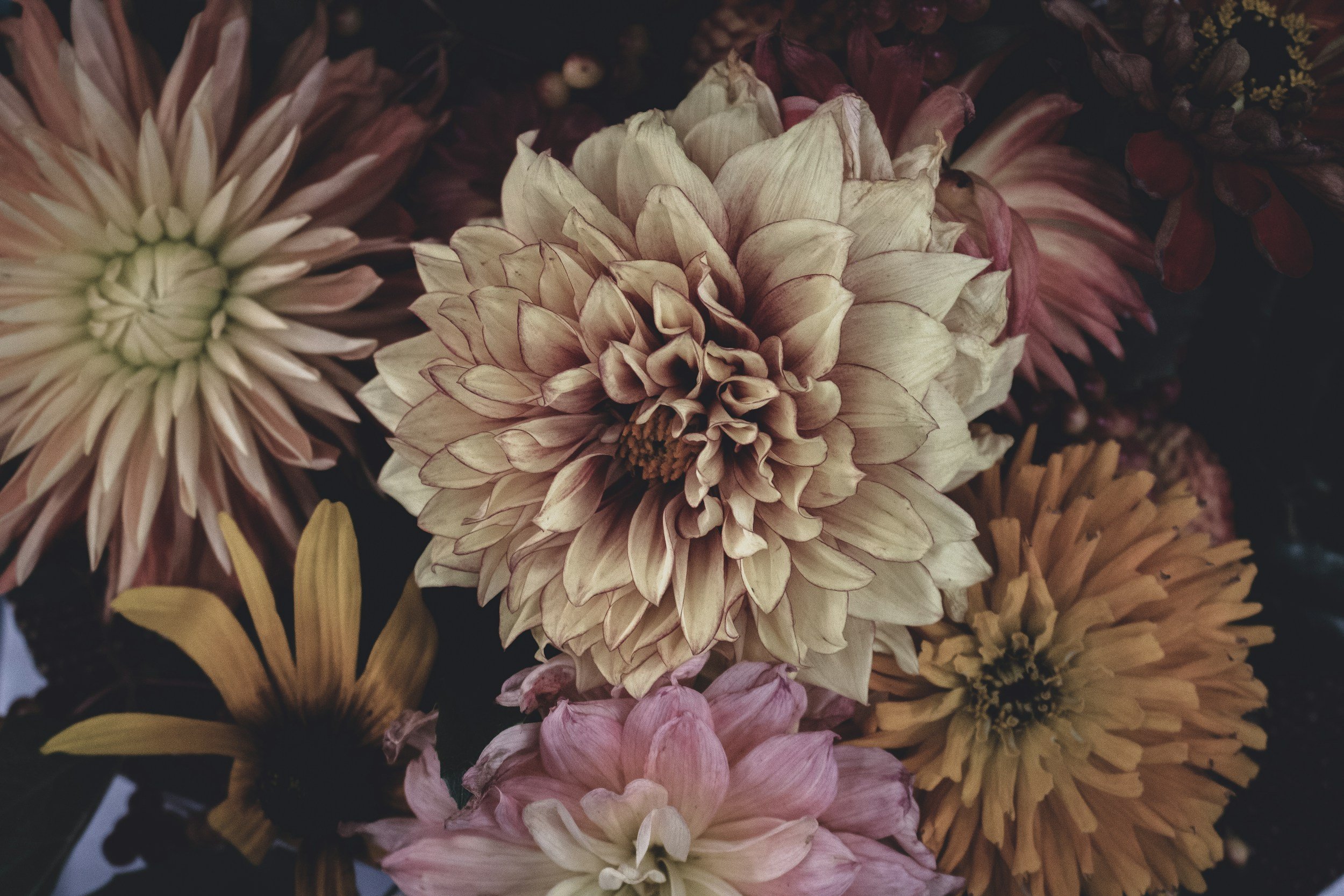 Close-up of assorted dahlia flowers in various colors, including pink, peach, and yellow, with intricate petal arrangements.