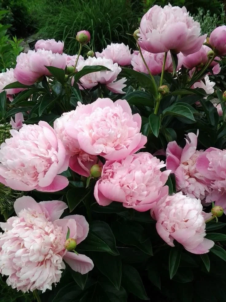 SARAH B PINK PEONY.jpeg