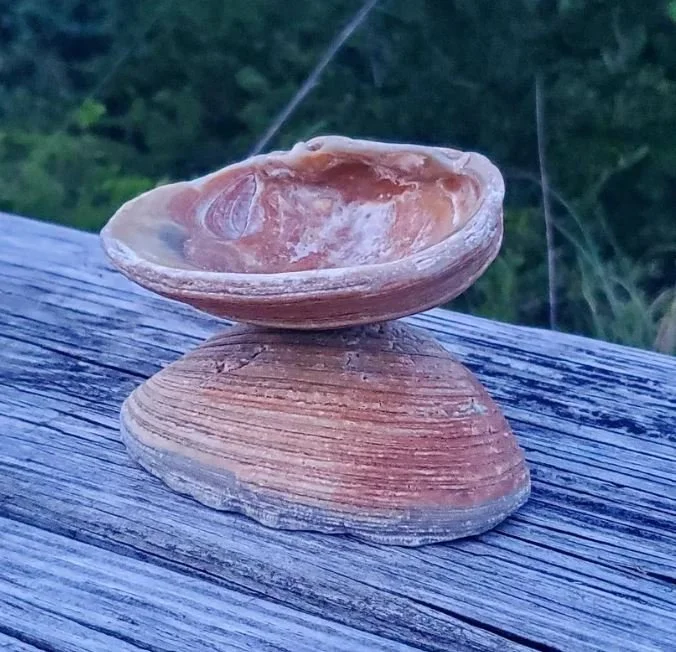 two sea shells balanced on one another on picnic table.JPG