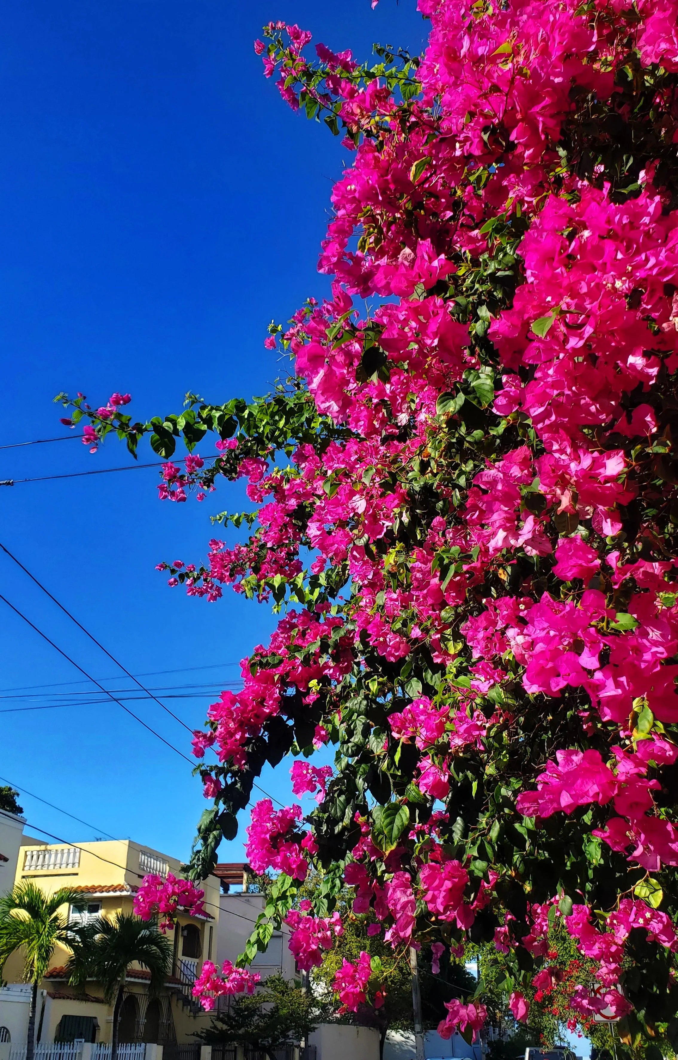 pink bougainvillea flowers san juan puerto rico