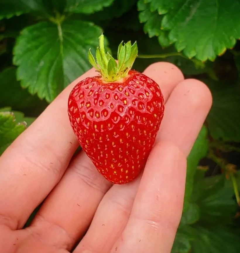 perfect strawberry from hickory farms virginia.JPG