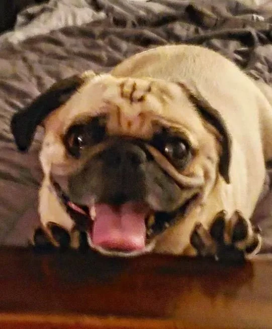 blurry pic of leo fawn pug.JPG