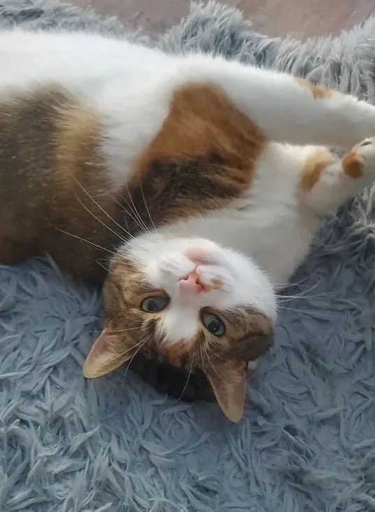 upsidedown moka cat.JPG